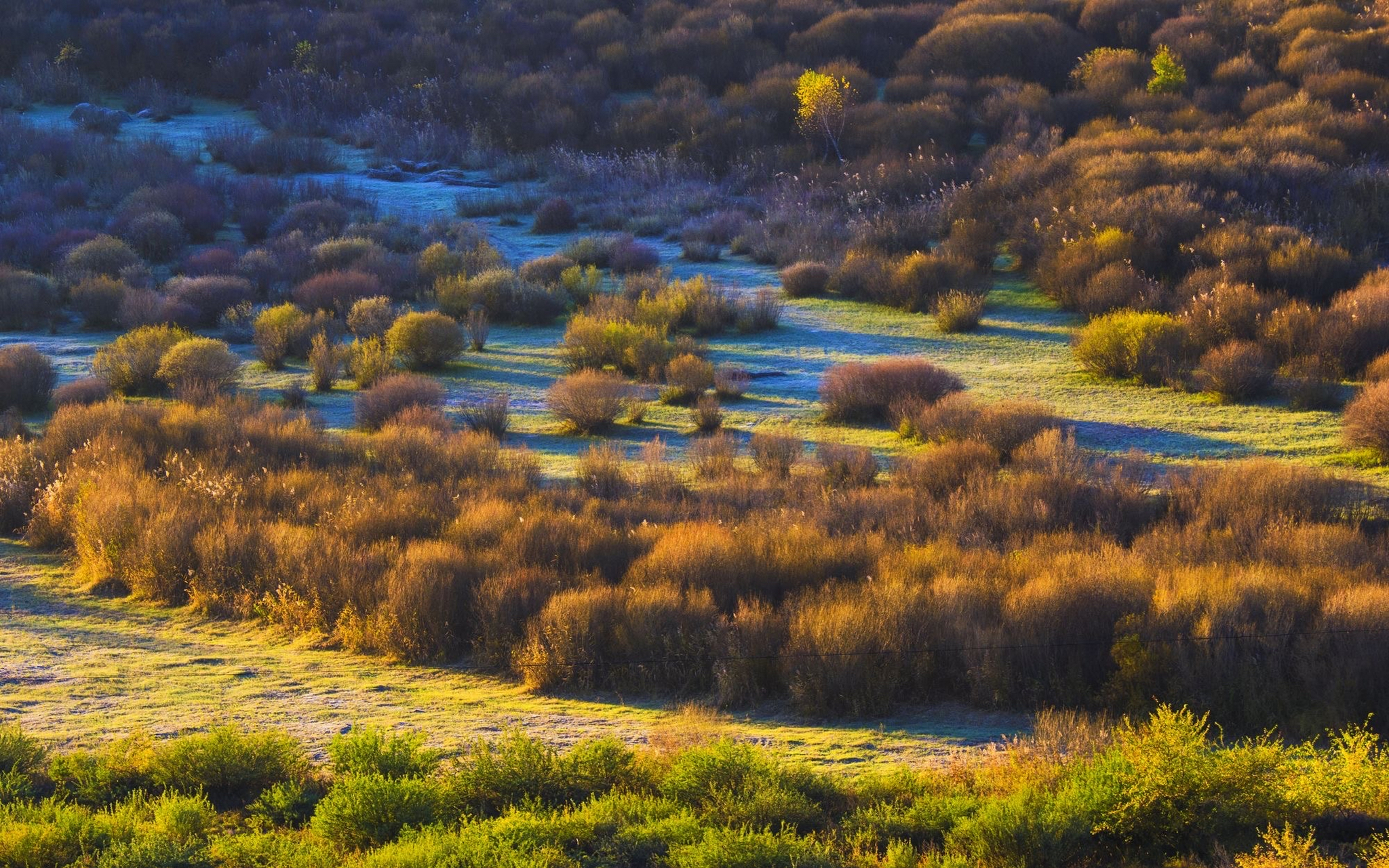 西拉木伦河的秋色