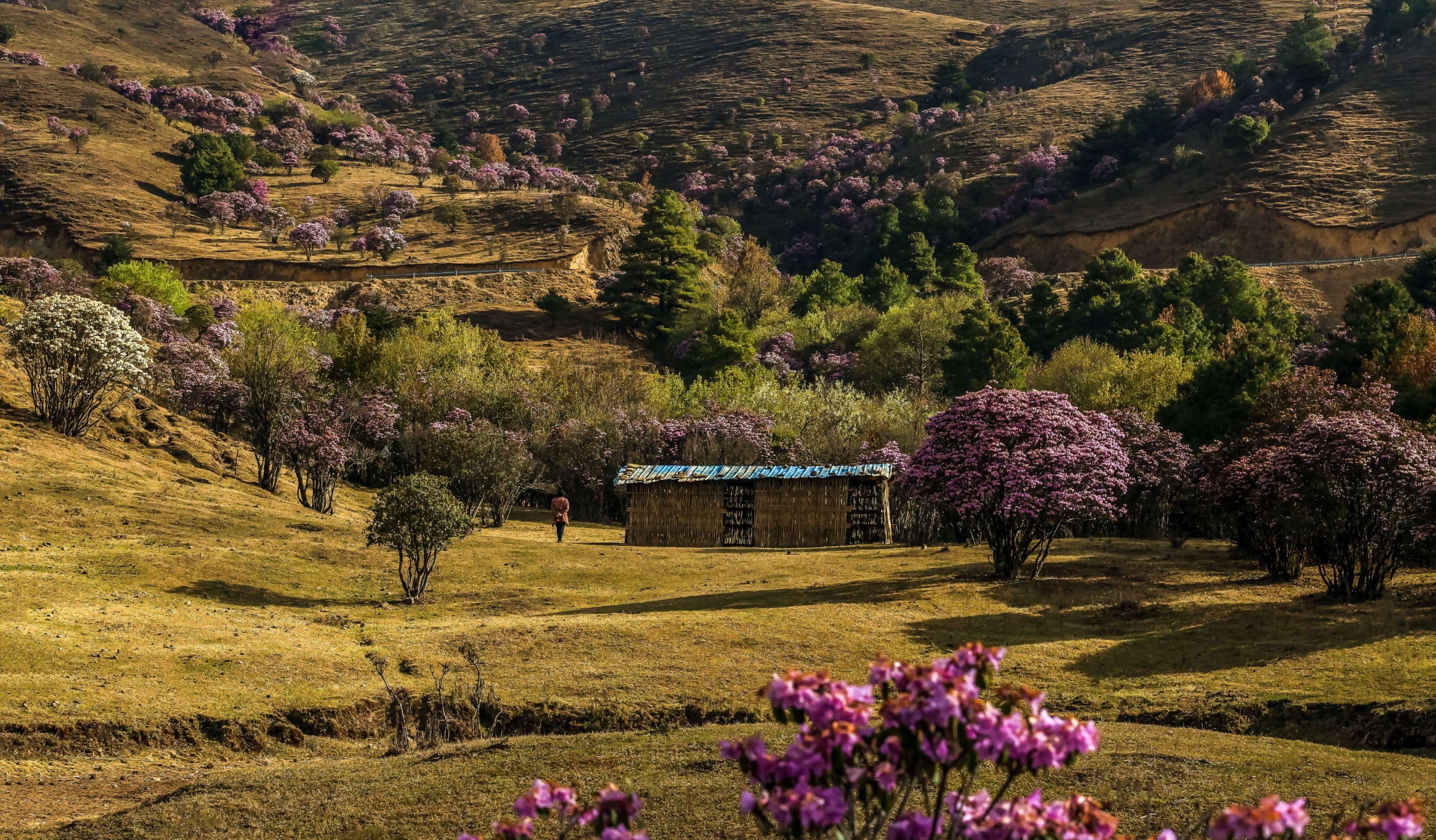 鲁南山杜鹃花海 鲁南山杜鹃花海位于凉山彝族自治州宁南县石梨镇鲁南