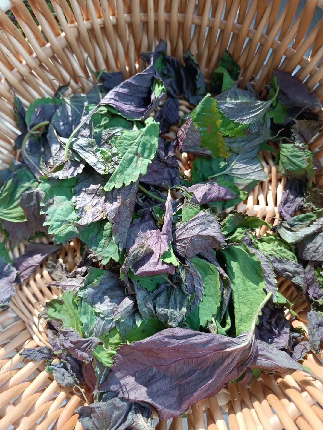 新鲜采摘的紫苏叶,洗净之后,阴凉处放一晚上