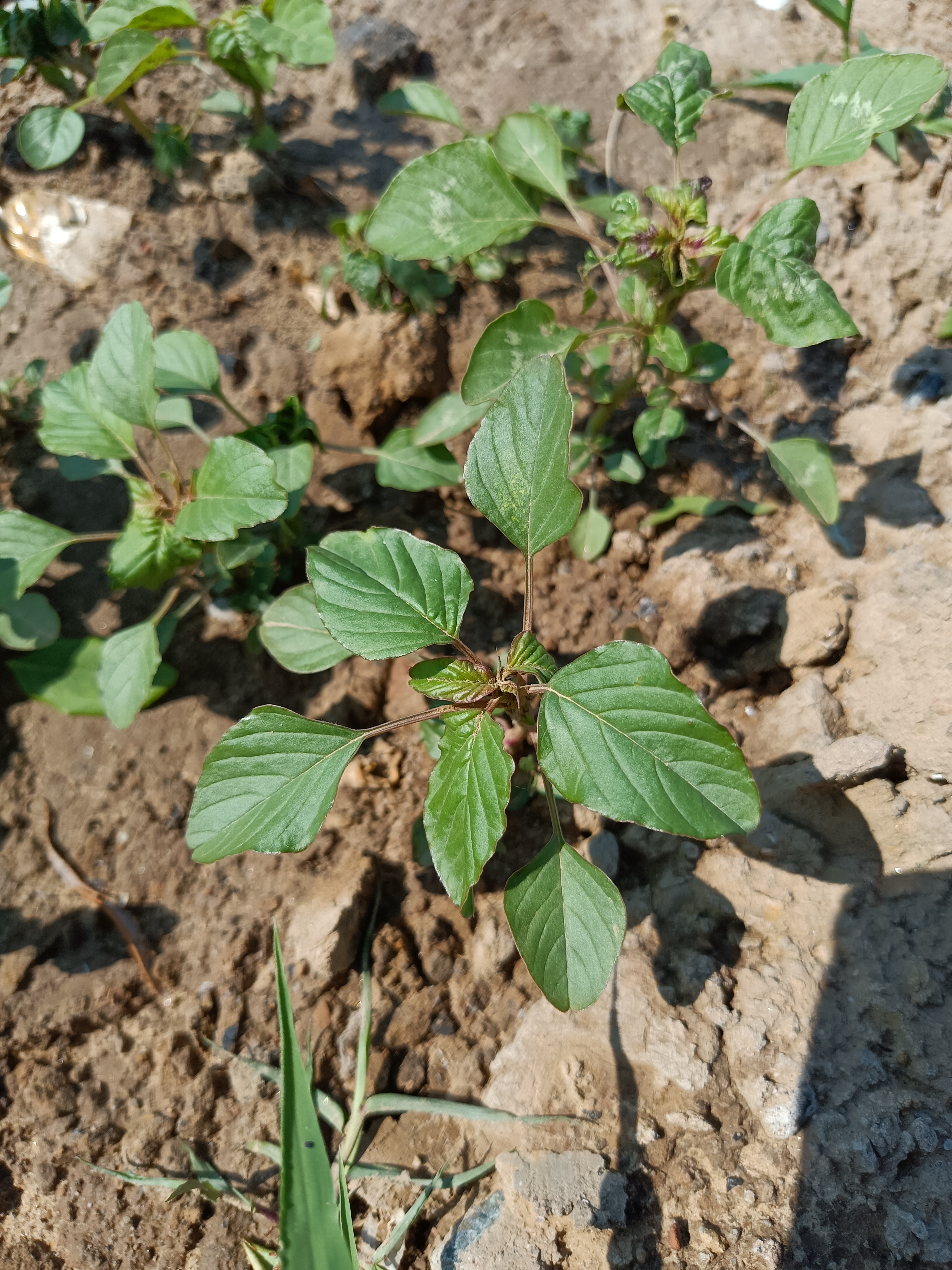 热点引擎计划#  苋菜和野苋菜有这些区别:   - 【叶片形态】:苋菜的