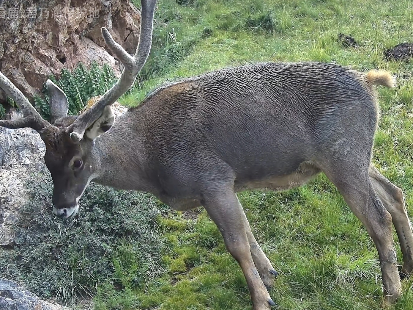 白唇鹿体型高大健壮,体长约两米,肩高可达一米多.