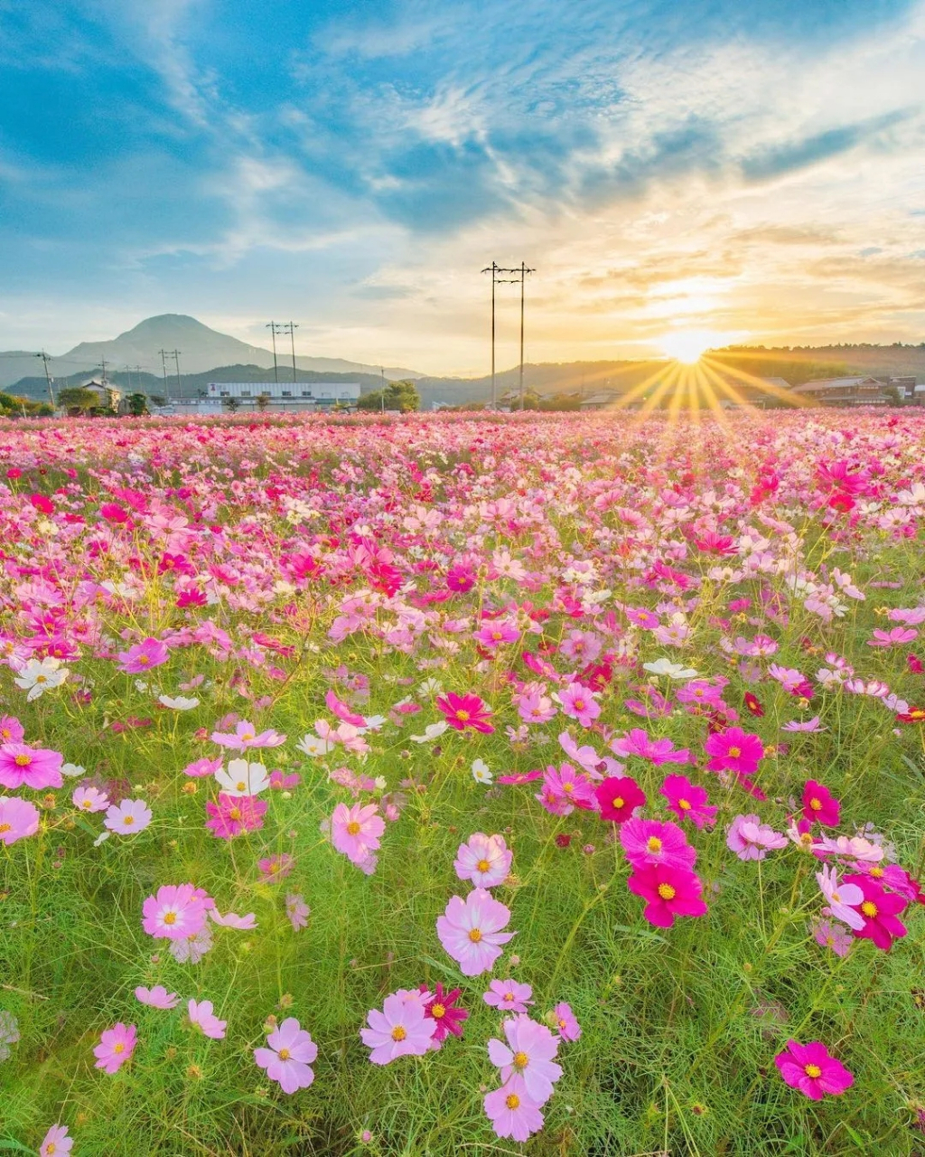 阳光与花海,生活中的美好!