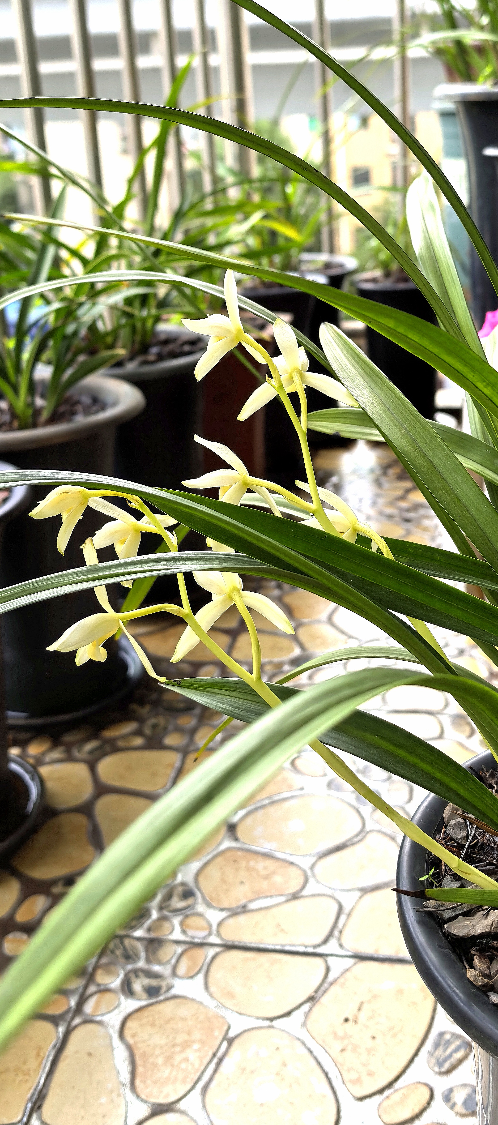 建兰君临天下和青山玉泉!