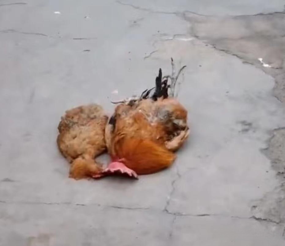 今天目睹了家里的鸡,一场前所未见的"奇观"——公鸡踩母鸡!