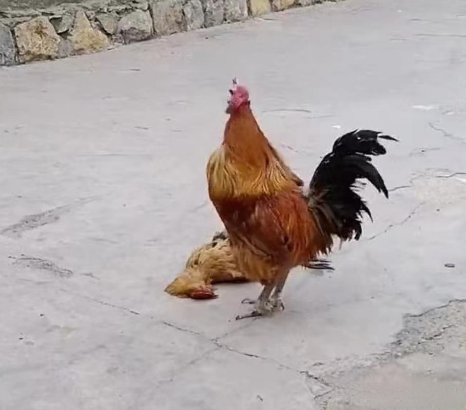 但这次,公鸡却"骑"在了母鸡身上,犹如骑士保护公主一般.