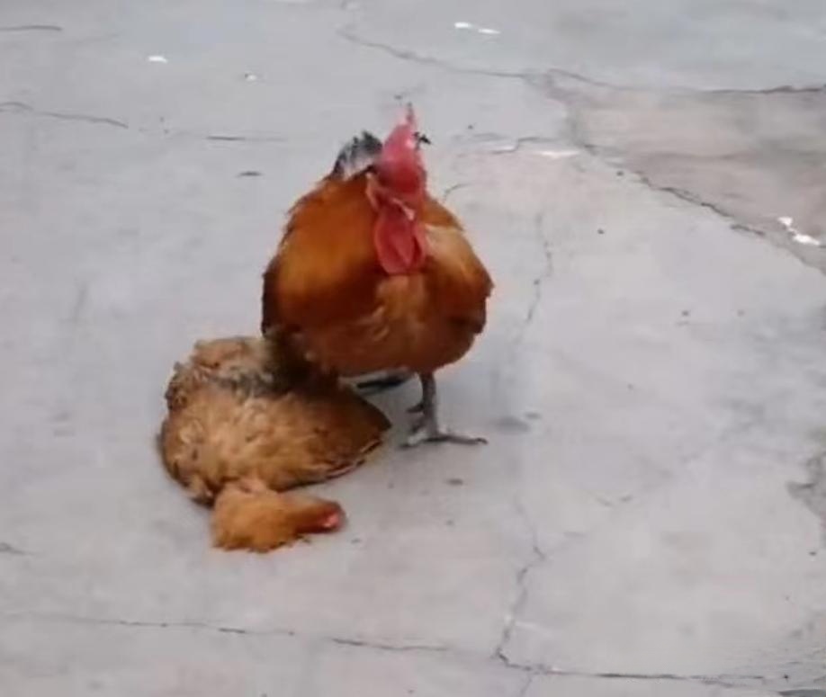 今天目睹了家里的鸡,一场前所未见的"奇观"——公鸡踩母鸡!