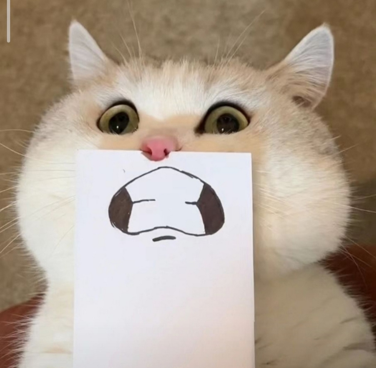 微信头像猫 搞笑图片