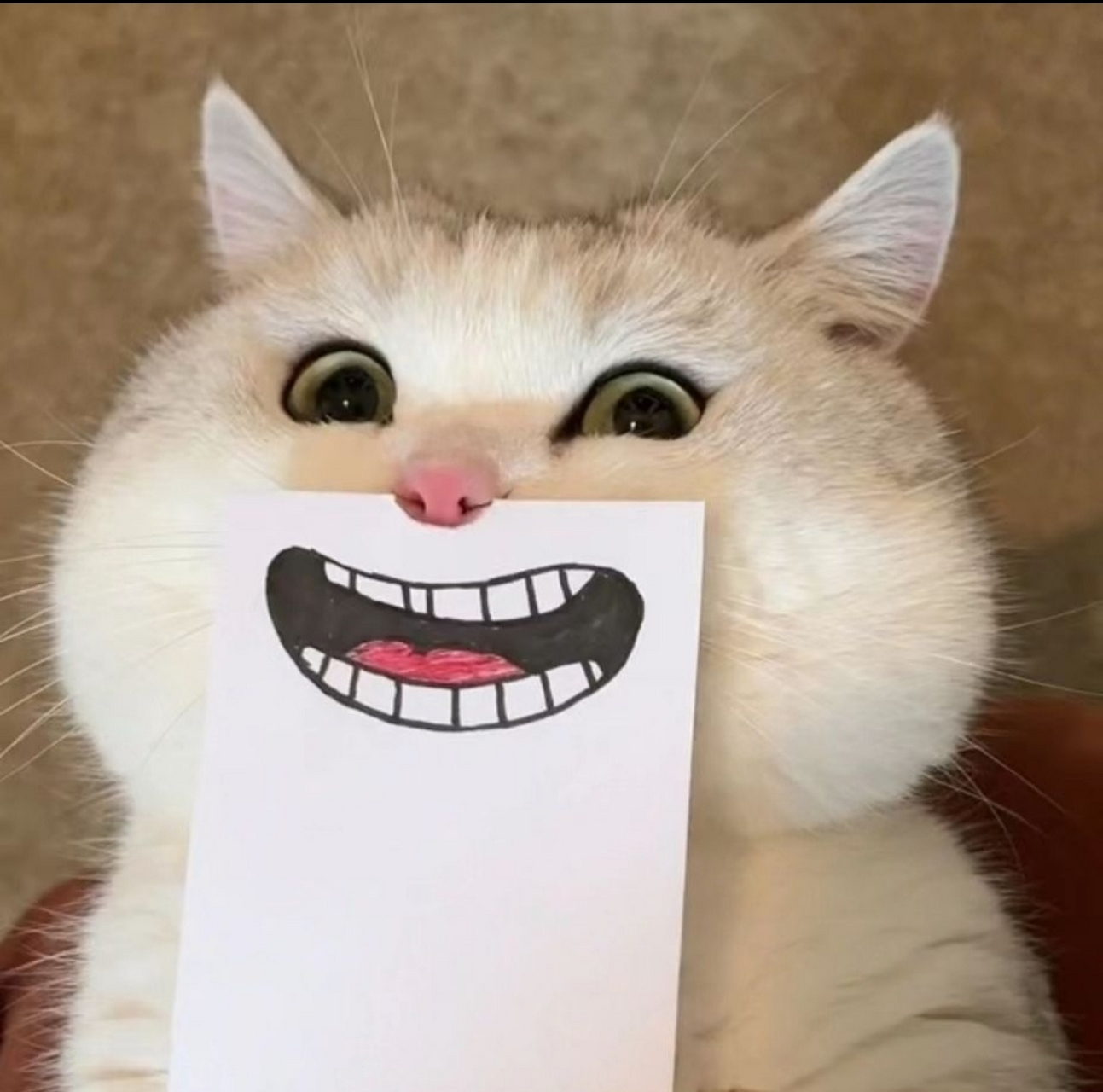 微信头像# #头像# #可爱# #猫咪# 卡哇伊卡哇伊[亲吻]