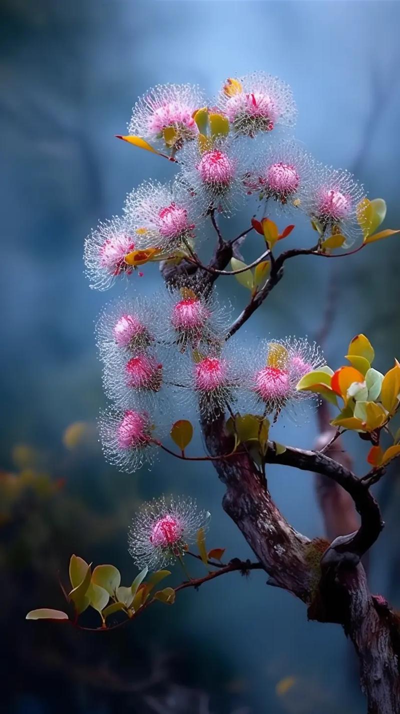 这满树朦胧幸福之花,您见过没有,它的寓意是幸福美满,快乐健康