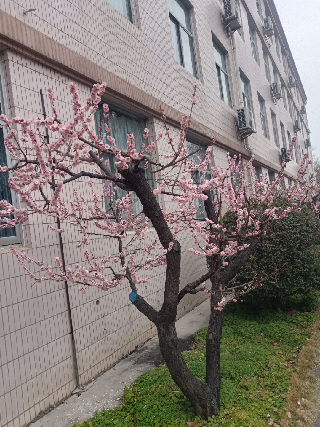 随着天气的逐渐变暖,校园里的梅花开得越来越美了