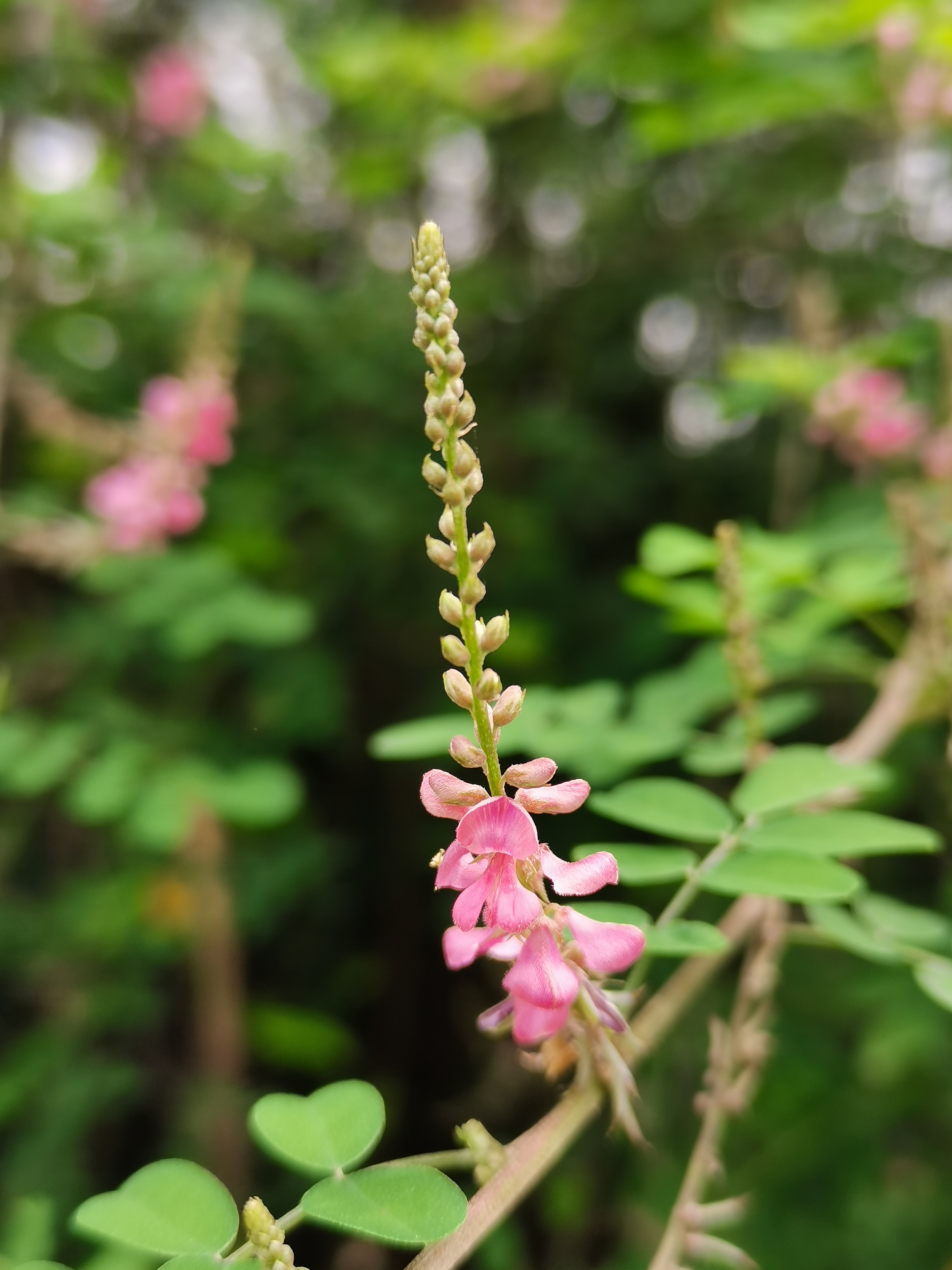 重庆足迹～ 市树-黄葛树(又名黄桷树) 67市花-山茶花