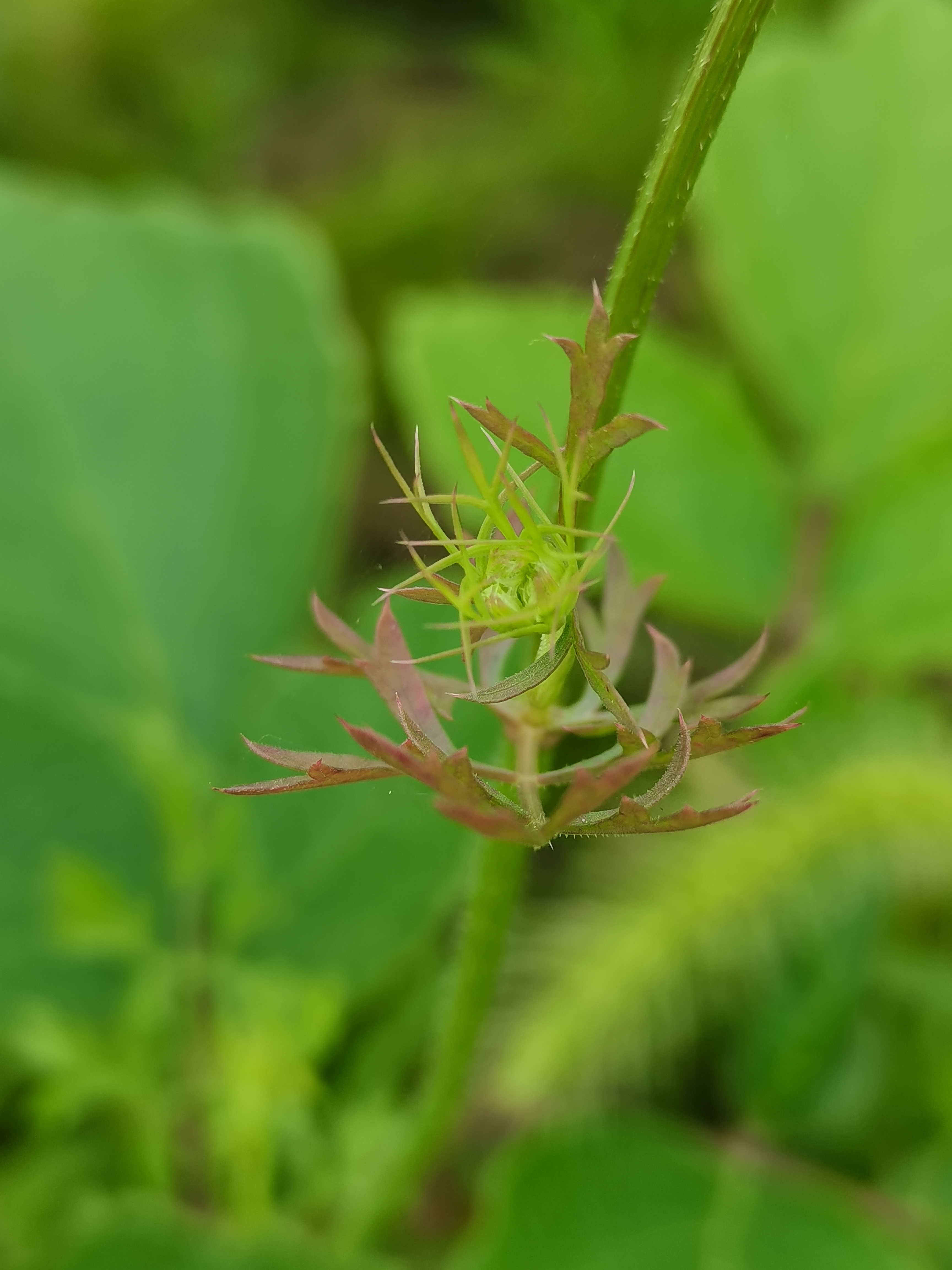 重庆足迹～ 市树-黄葛树(又名黄桷树) 67市花-山茶花
