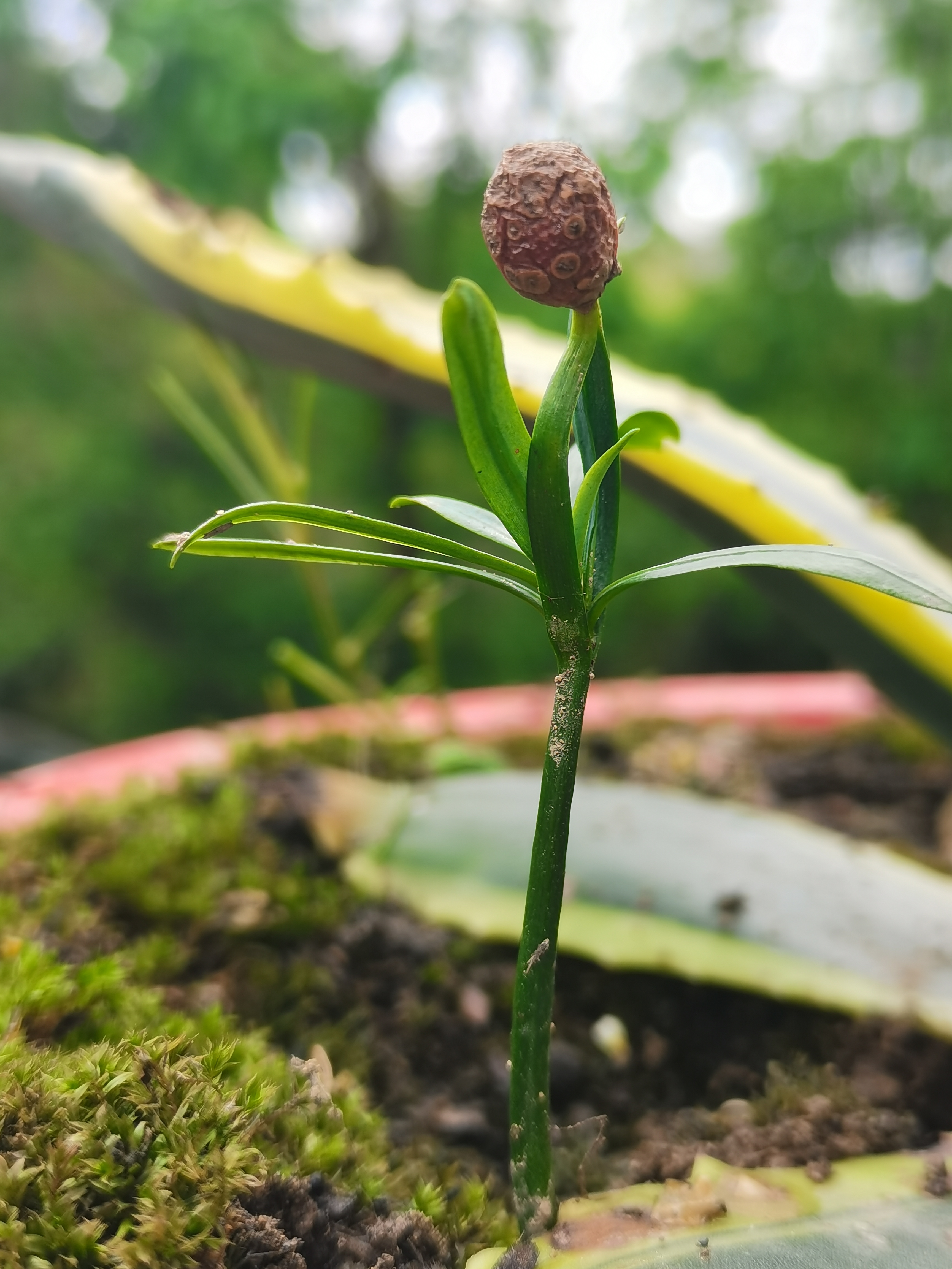 含笑花的寓意和象征图片