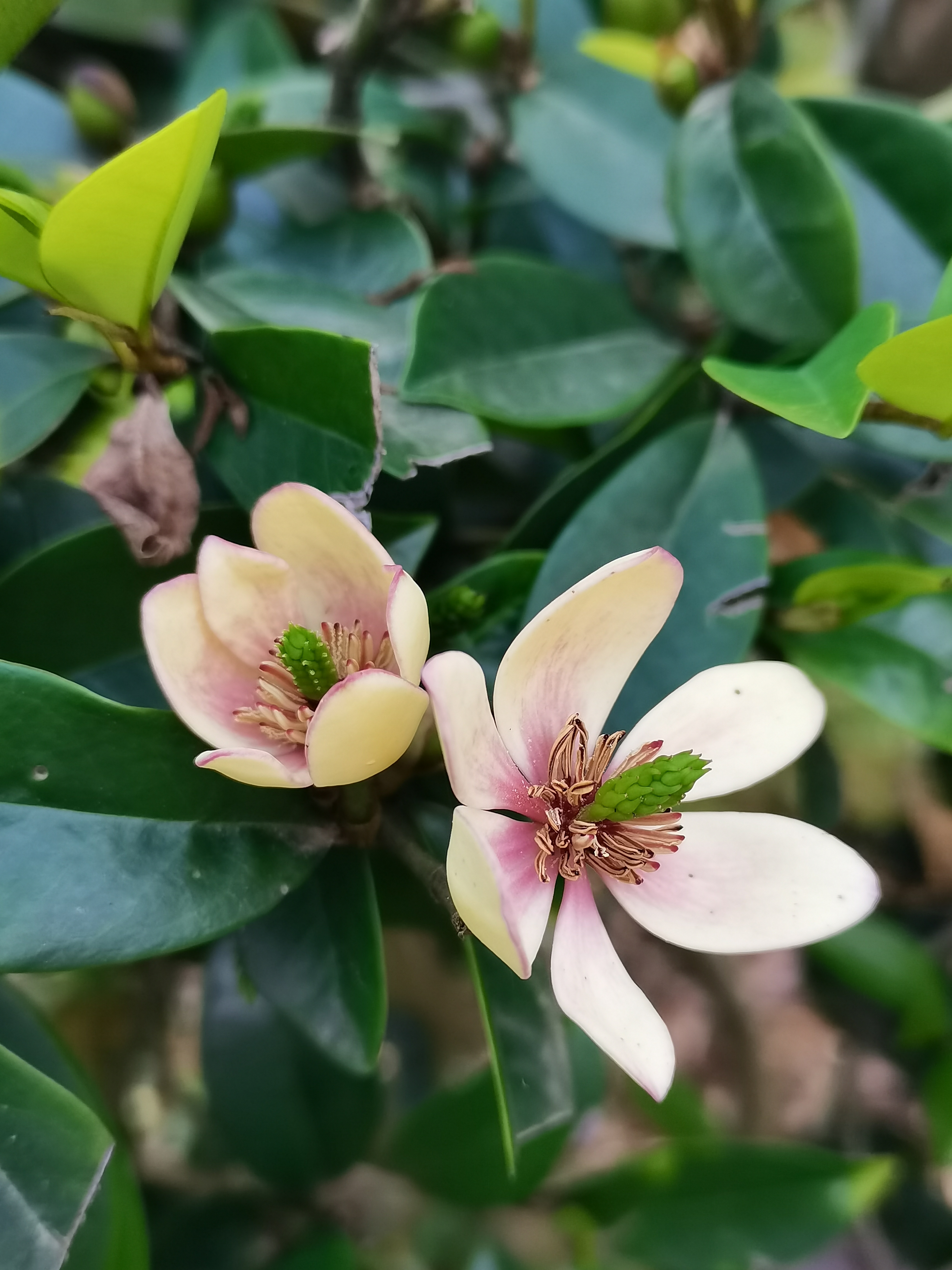 含笑花的寓意和象征图片