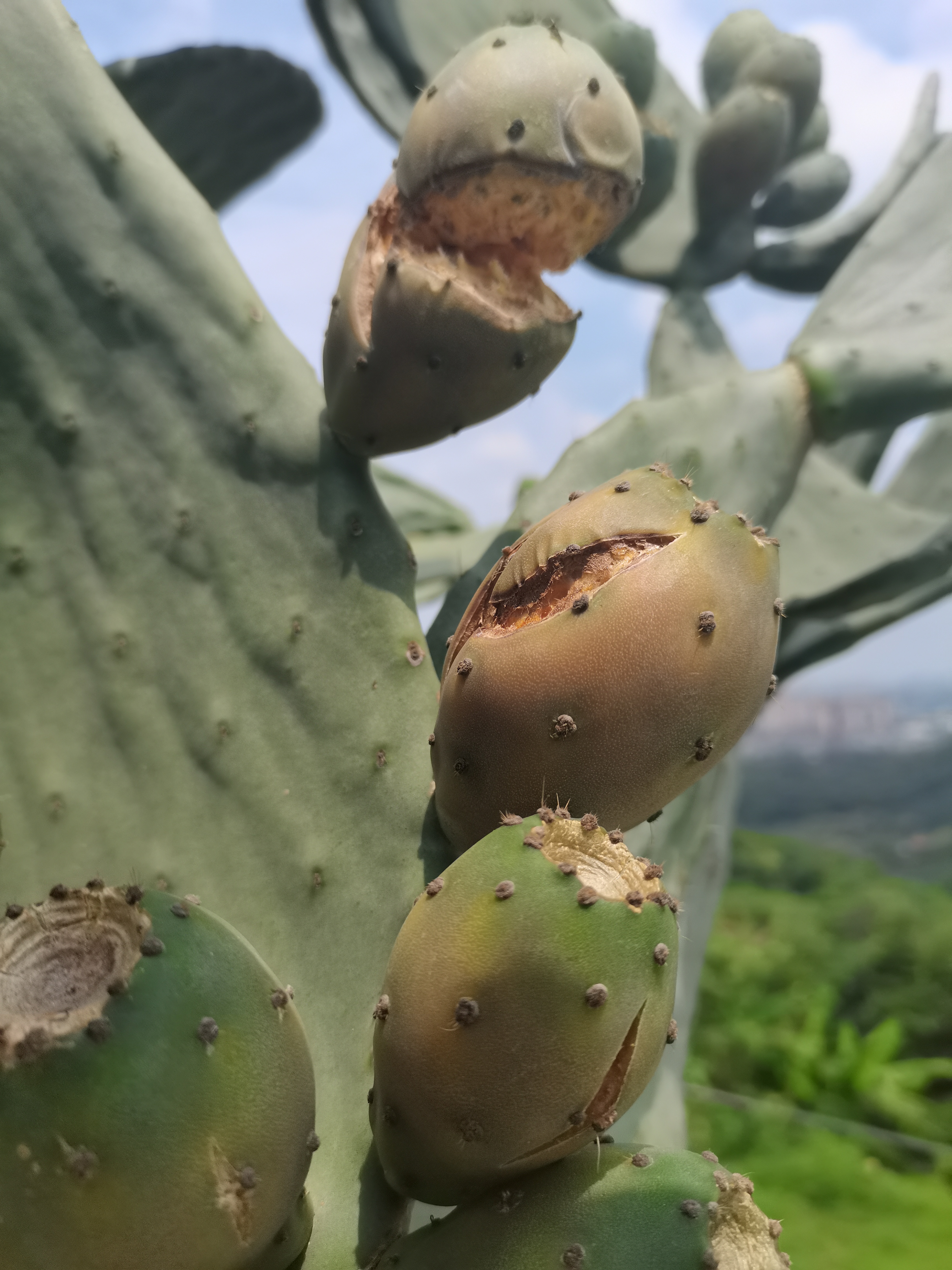 这是不是传说中很好吃的仙人掌果实 跟着夏天走进大自然   悠闲时光慢