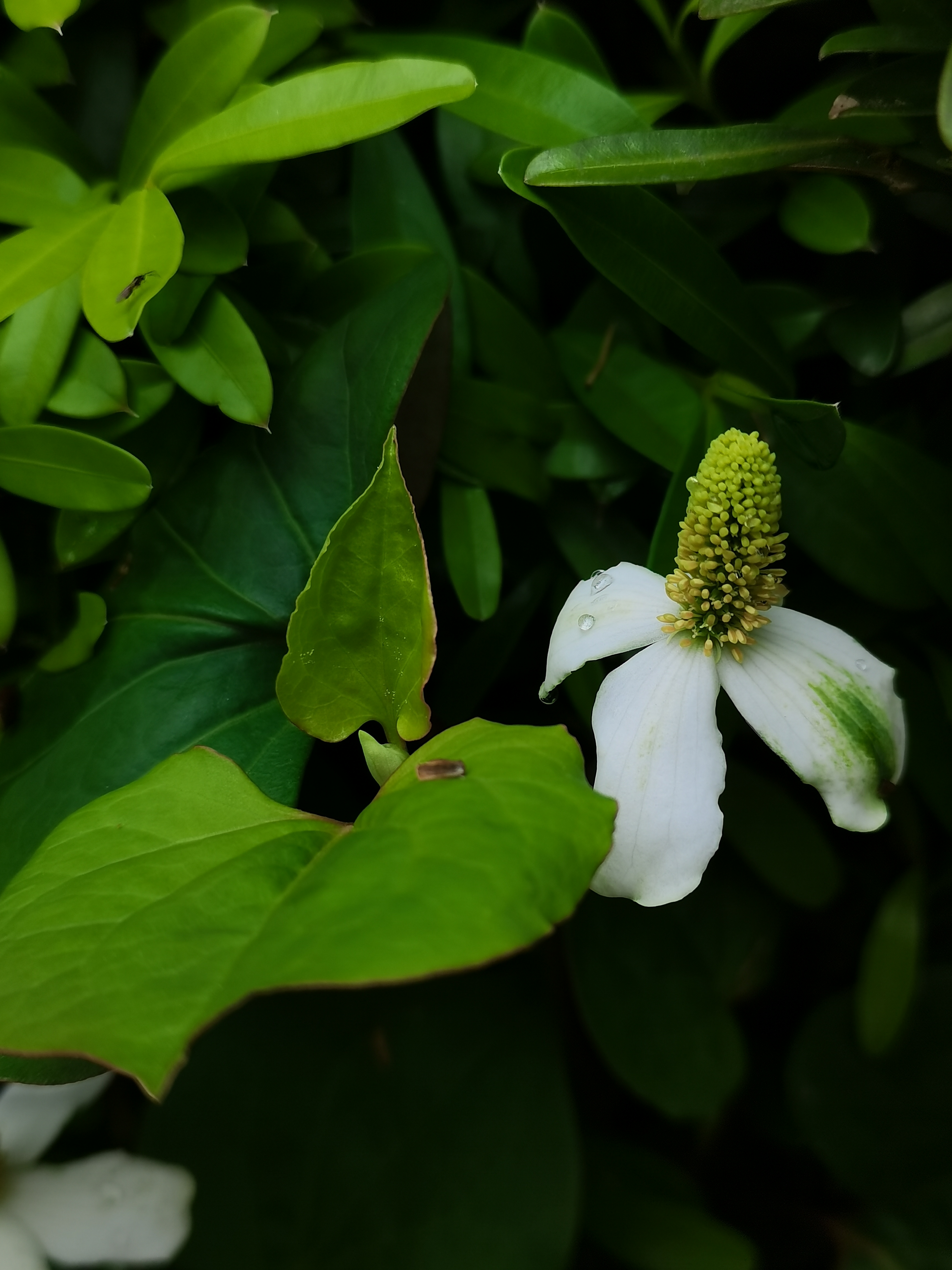 含笑花的寓意和象征图片