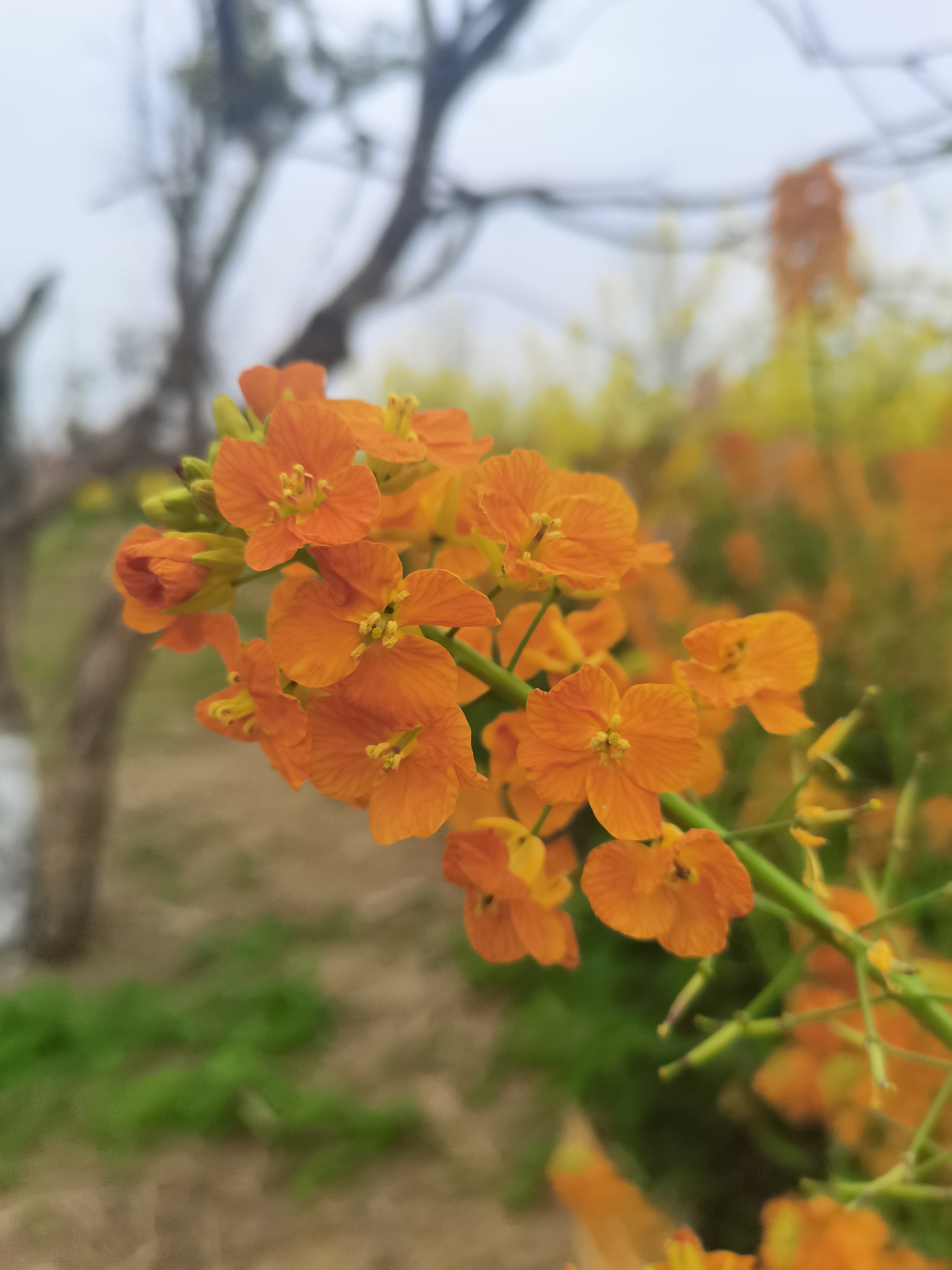 橙色油菜花图片图片