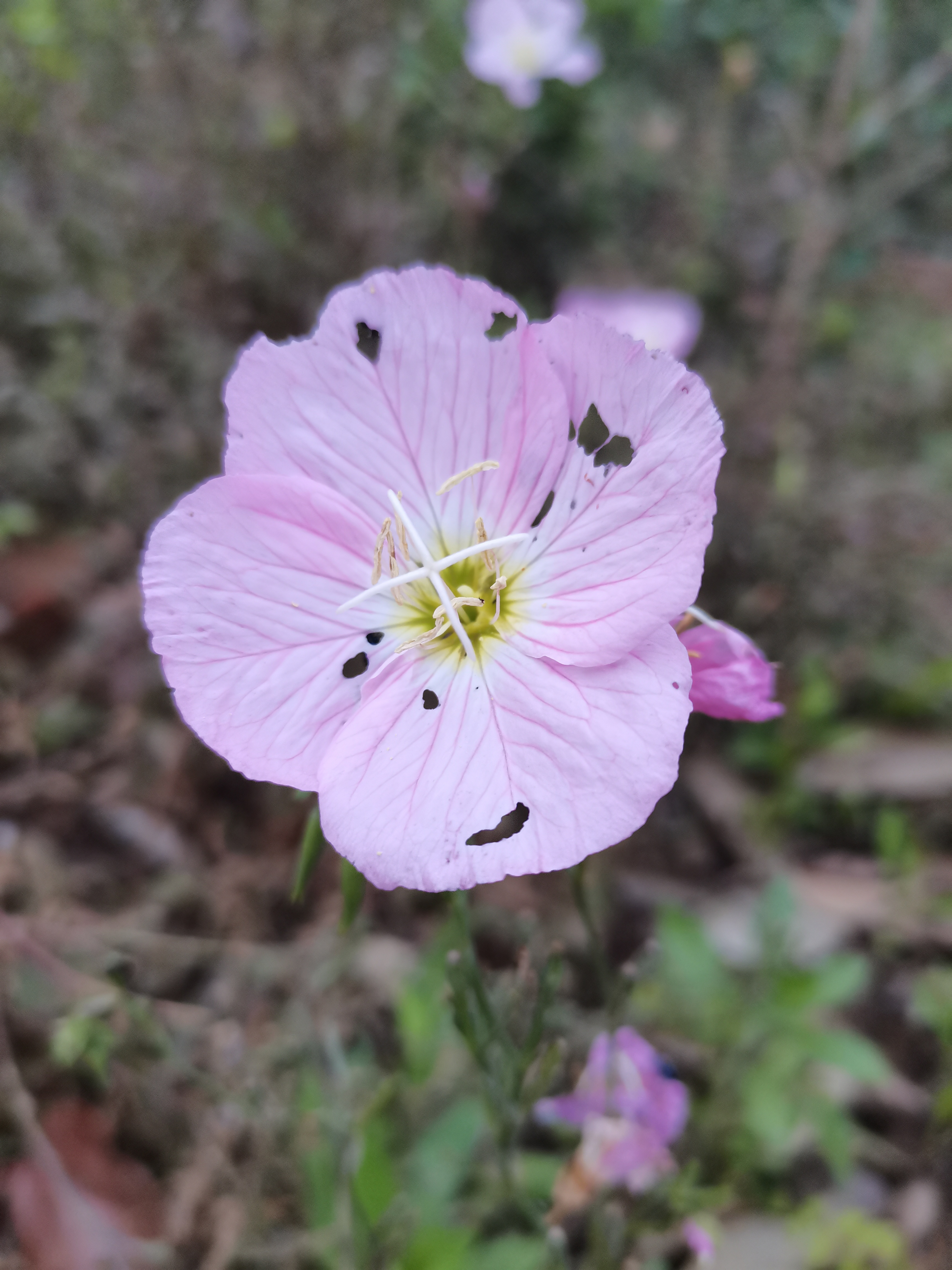 又是一年栀子花开～.～