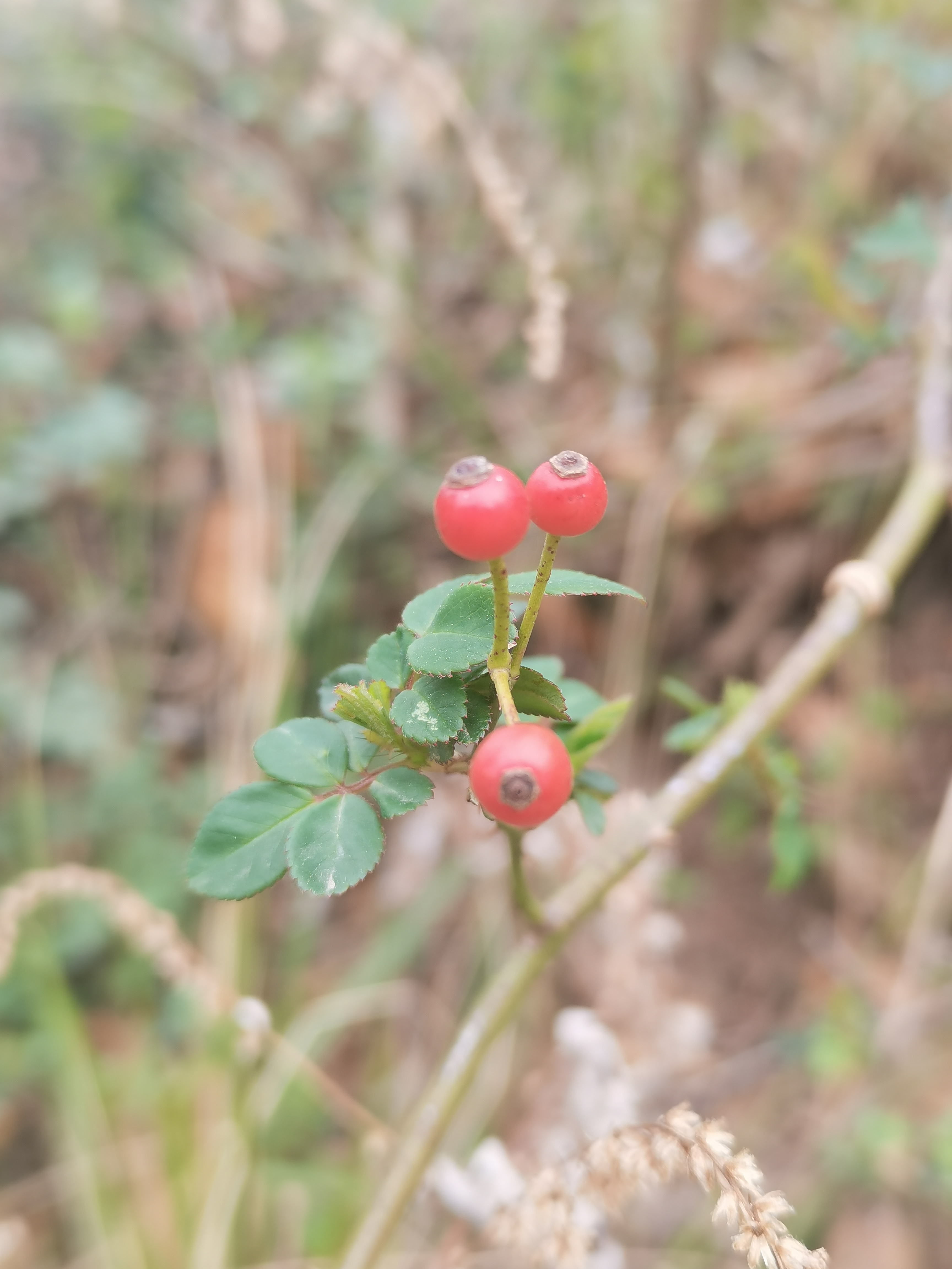 喜欢吃的新鲜核桃原来开花是这样的-像桑葚 琵琶都好大个儿了,看着