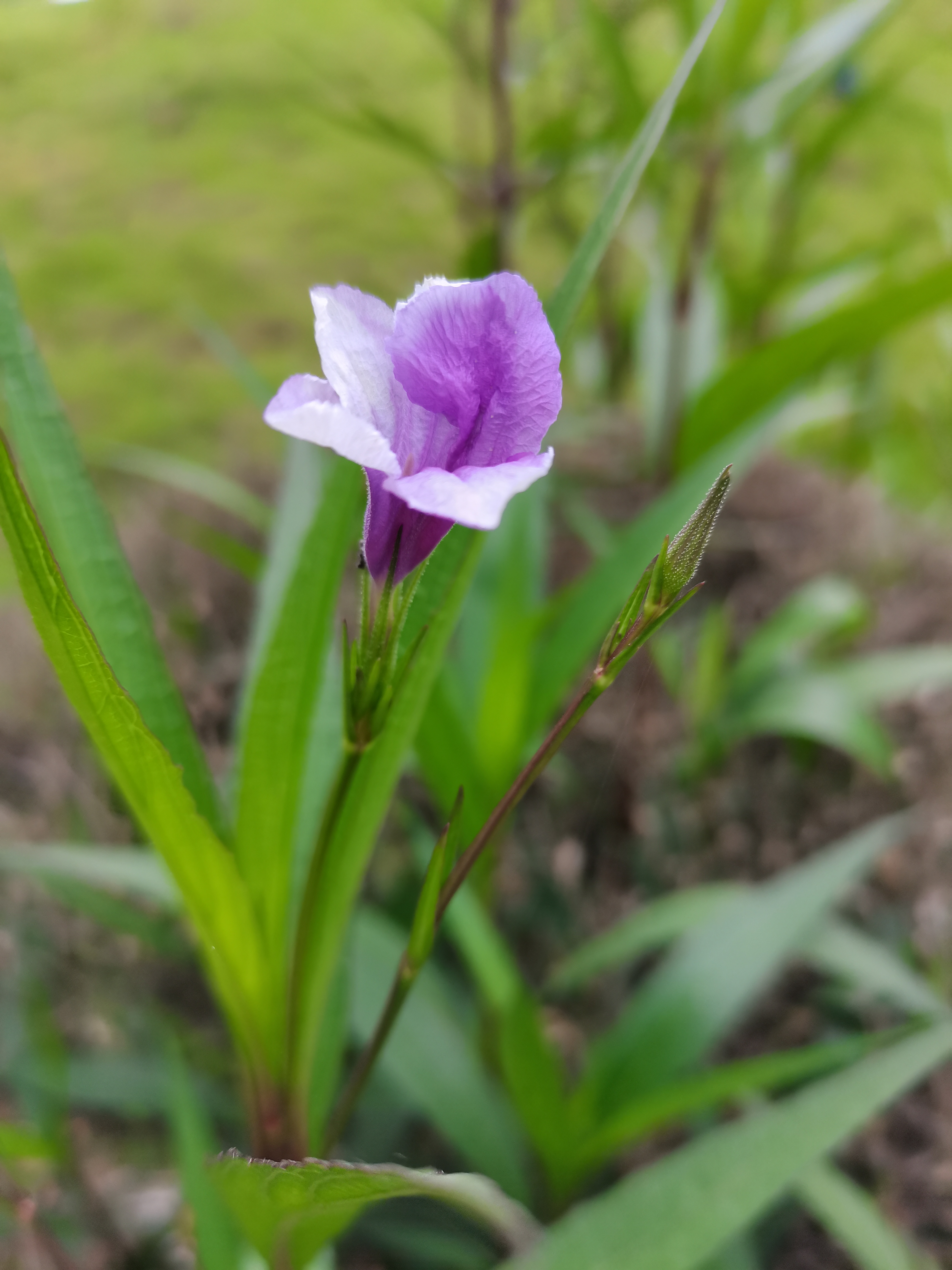 重庆足迹～ 市树-黄葛树(又名黄桷树) 67市花-山茶花