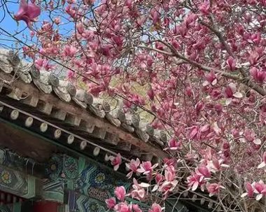 古刹安静祥和,现在,潭拓寺里的二乔玉兰幽香四溢