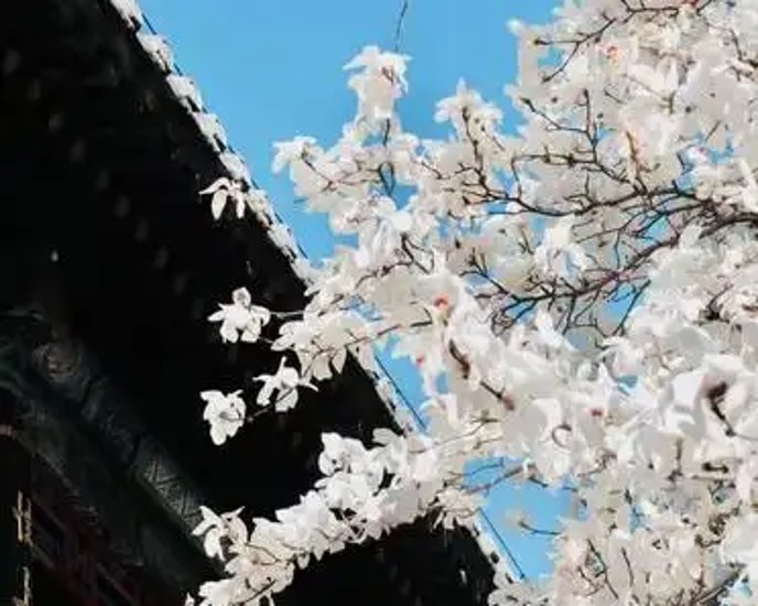 古刹安静祥和,现在,潭拓寺里的二乔玉兰幽香四溢