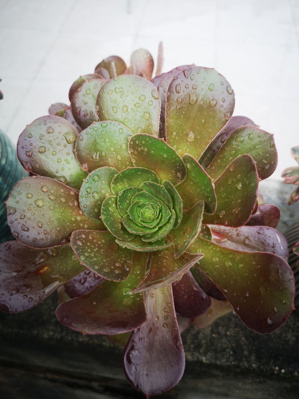 有网友问我这个是啥品种,印象中应该是韶羞法师,本来是一棵缀化,去年