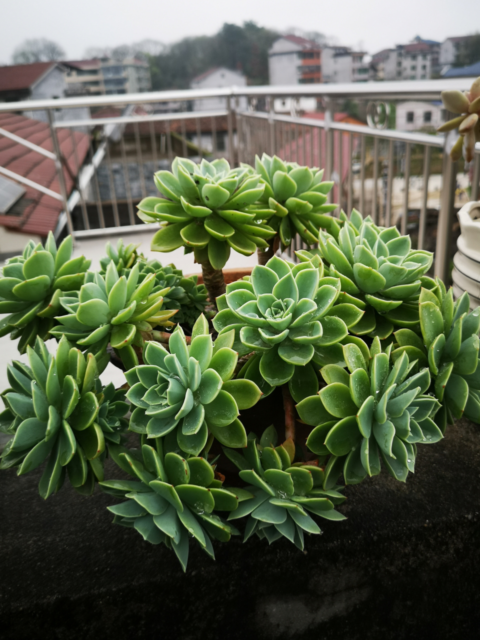 连续的雨天,多肉基本都褪色了,高贵,八千代,乔伊还有一点点状态,好不