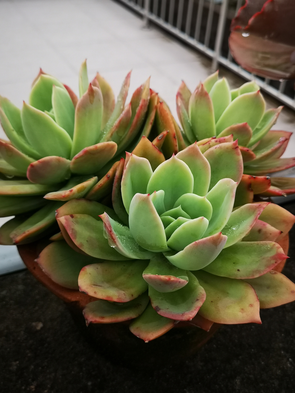 连续的雨天,多肉基本都褪色了,高贵,八千代,乔伊还有一点点状态,好不