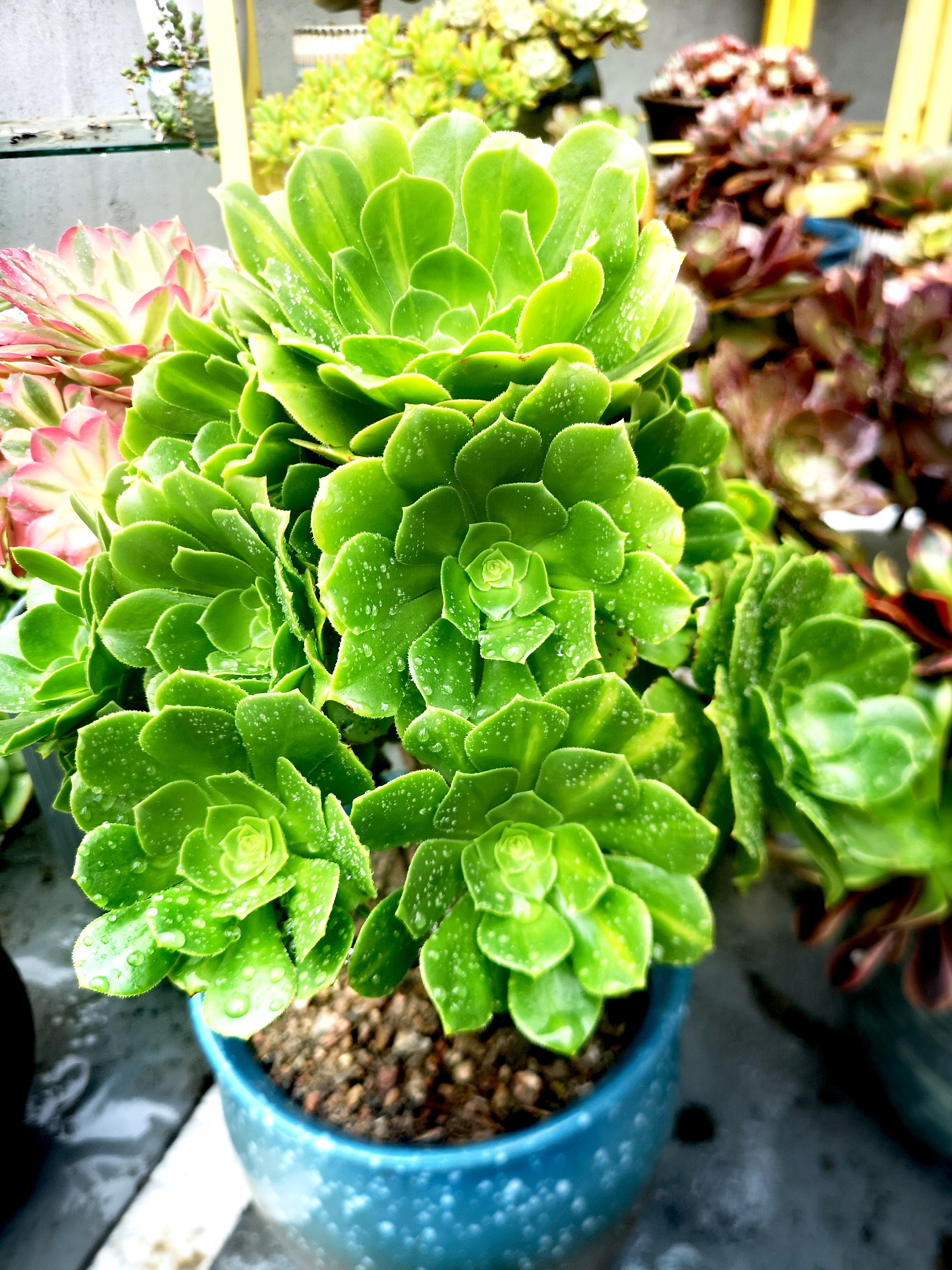 翻开相册,才发现这一年时间的变化,真的很大,特别是这棵绿羊绒,为什么