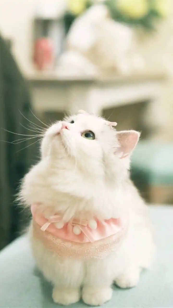 呆萌的小猫咪,可爱极了!