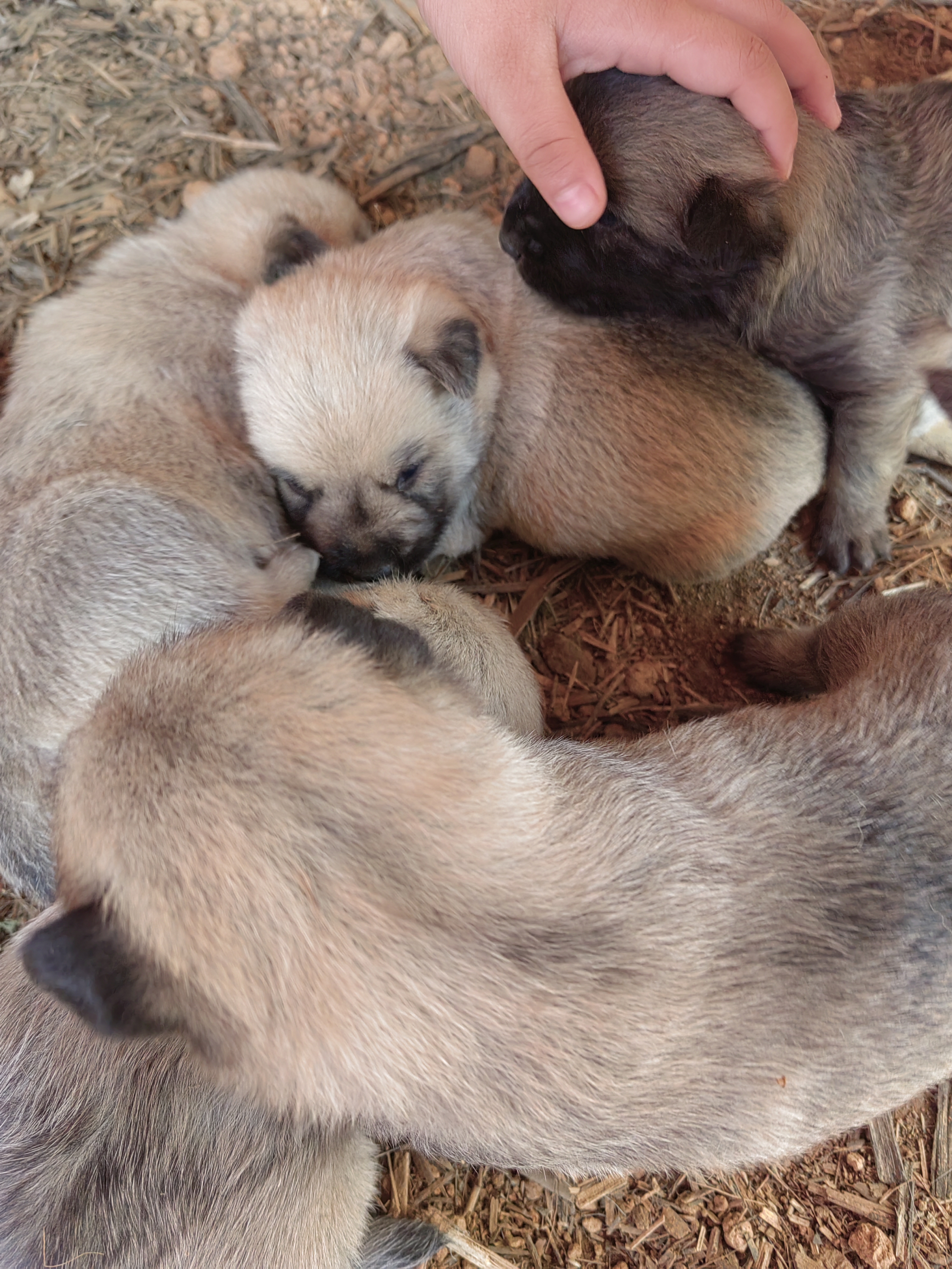 四小只萌犬,萌翻你的朋友圈!