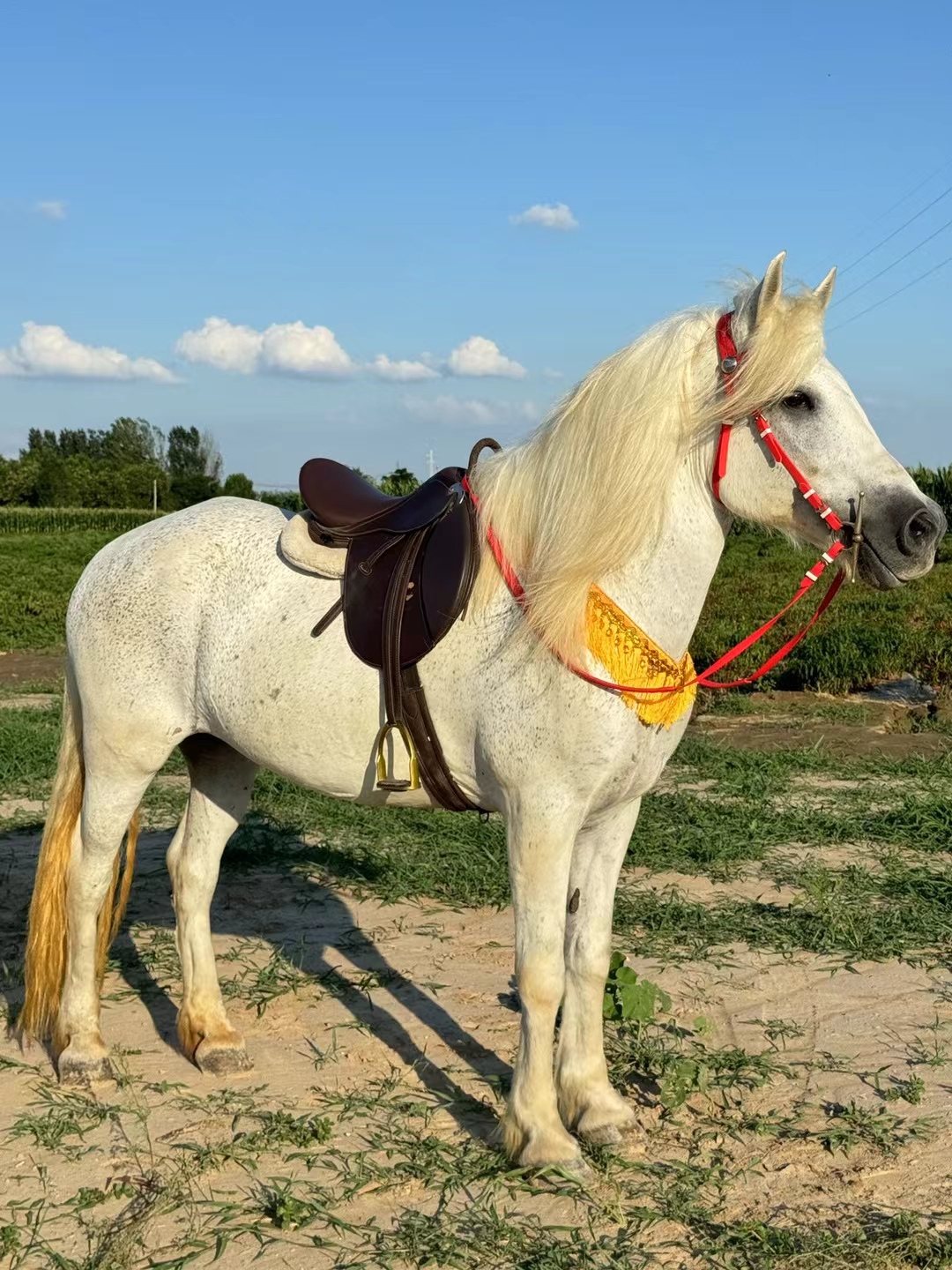这匹马真可爱,适合骑着去兜风