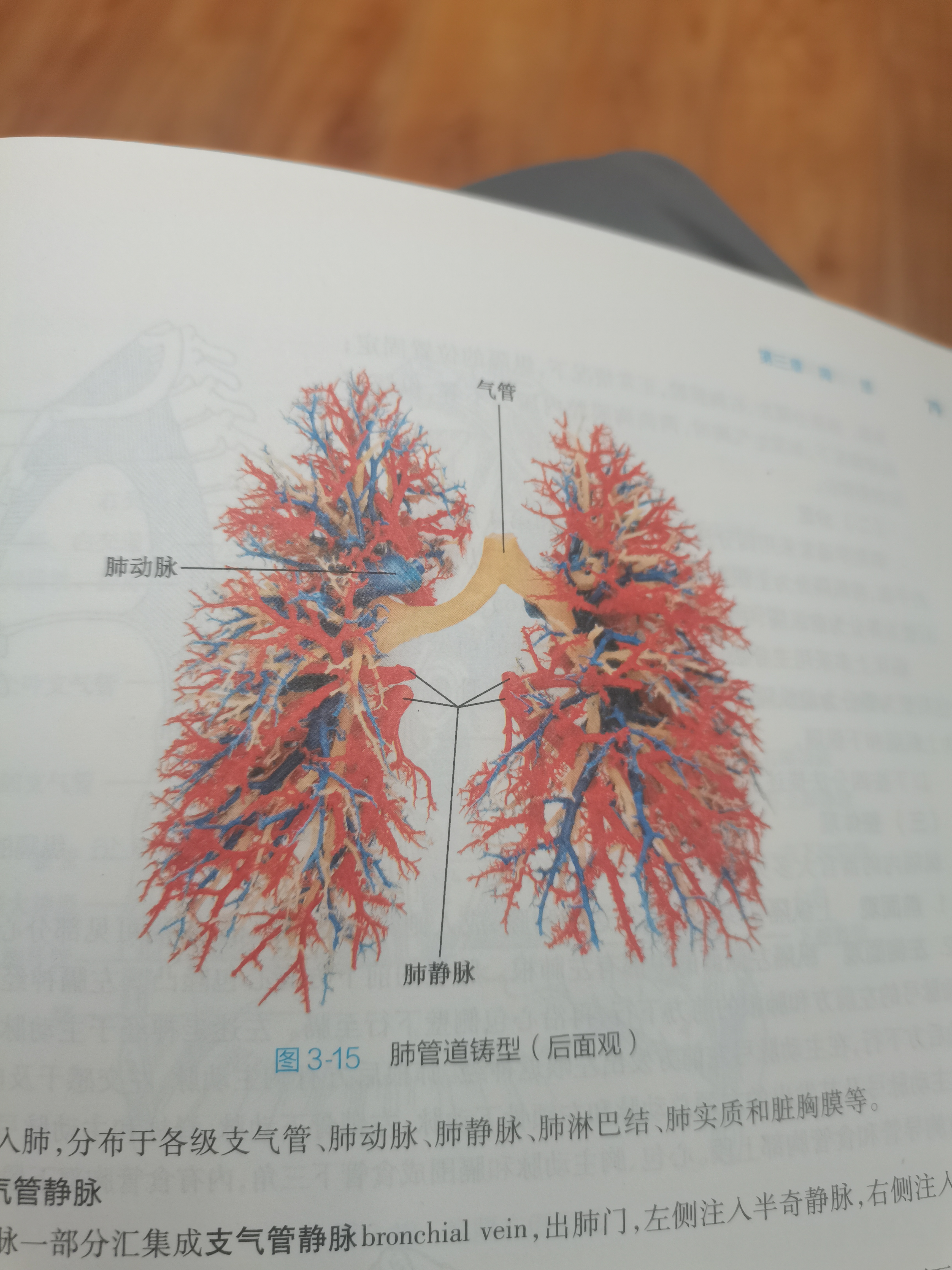 肺脏血管解剖图片