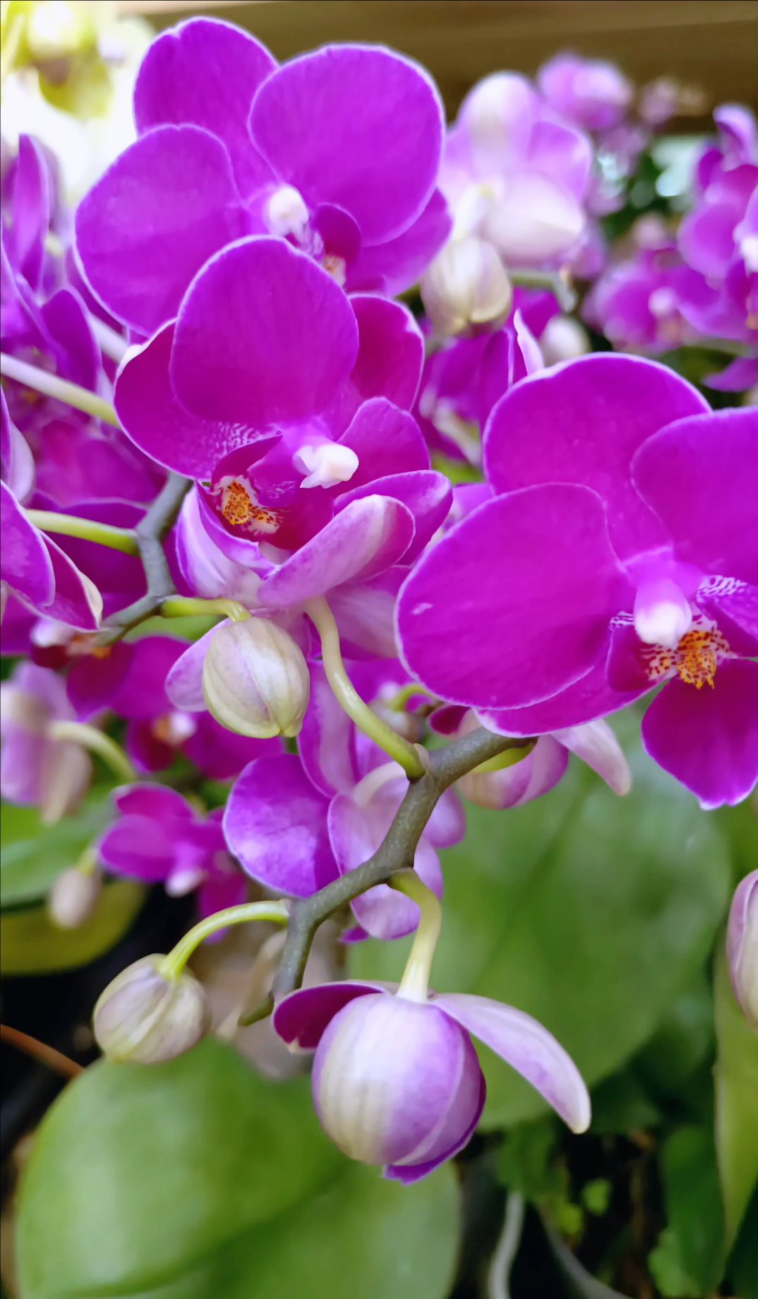 蝴蝶兰 酒红娇艳韵无穷, 恰似丹霞映碧空