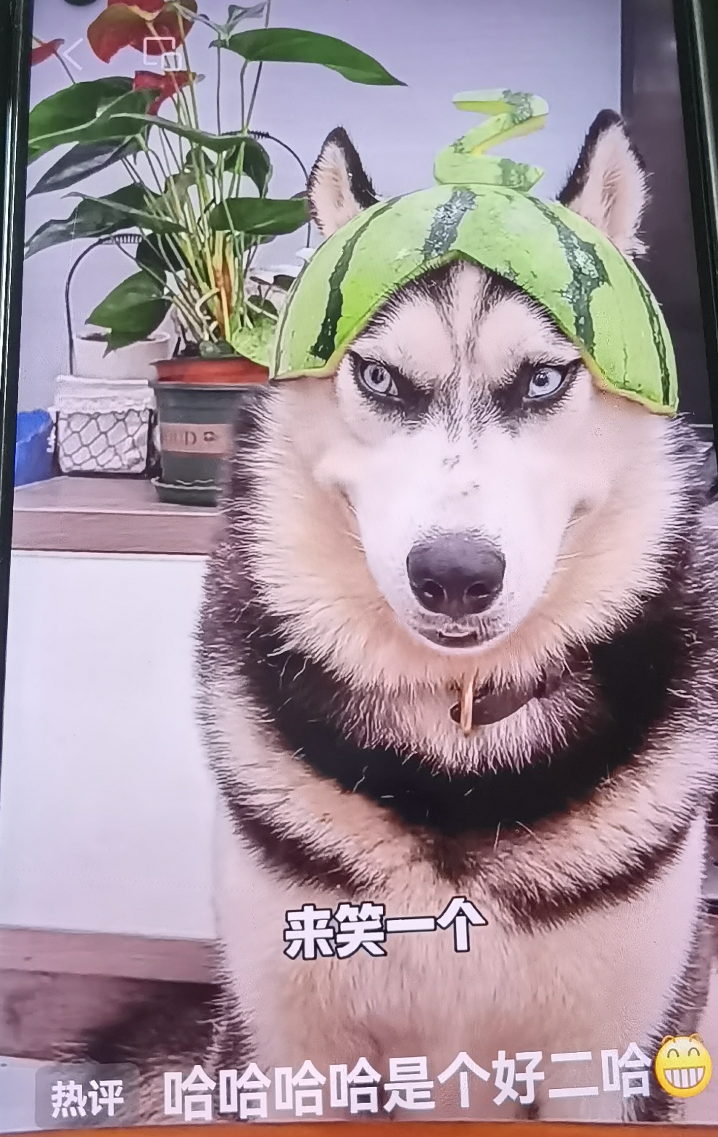 "夏日炎炎,我家二哈头顶瓜,萌翻一屋凉意!