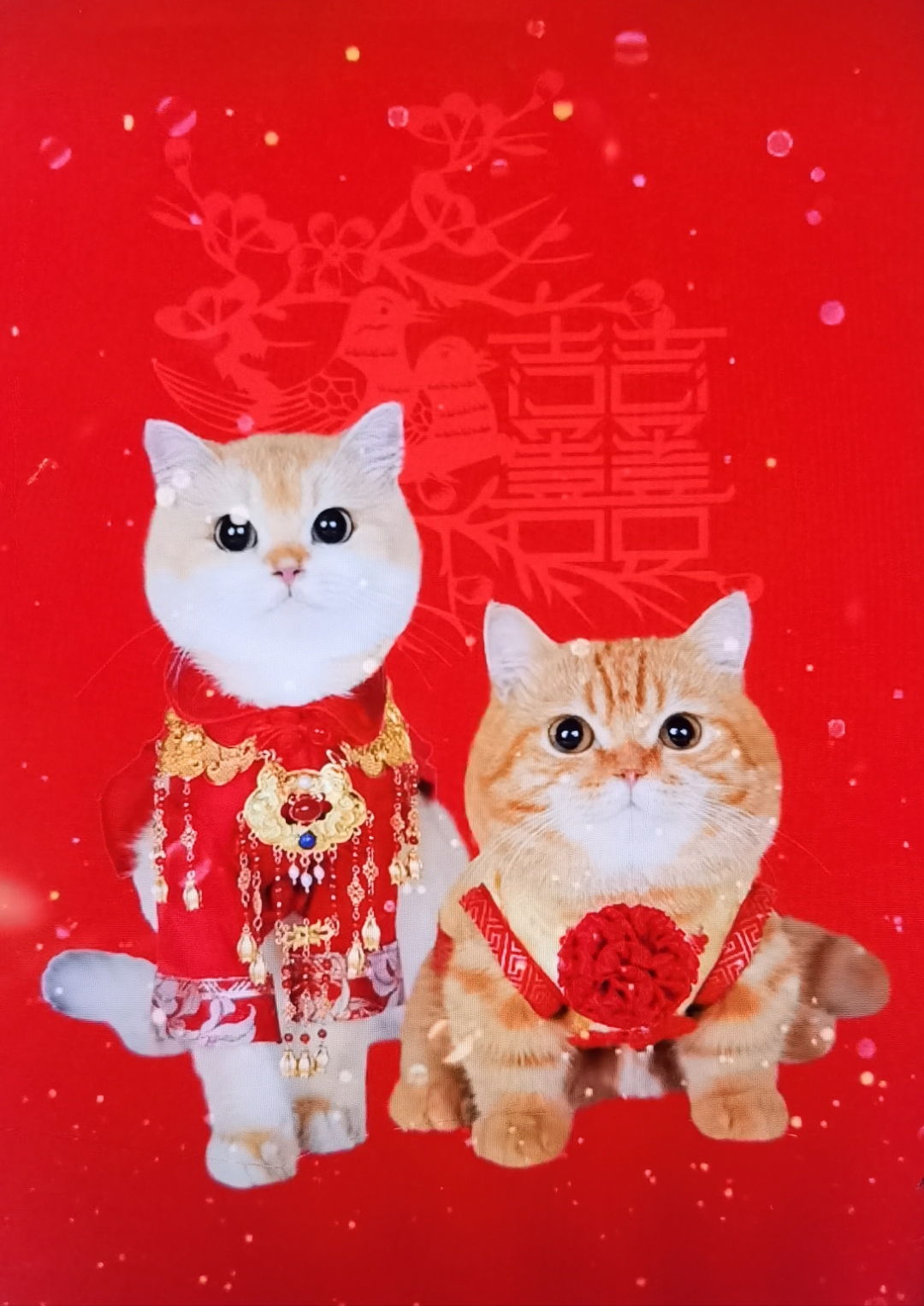 李府喜气洋洋,两只猫咪身着华服,坐上专属花车巡游,萌翻众人!