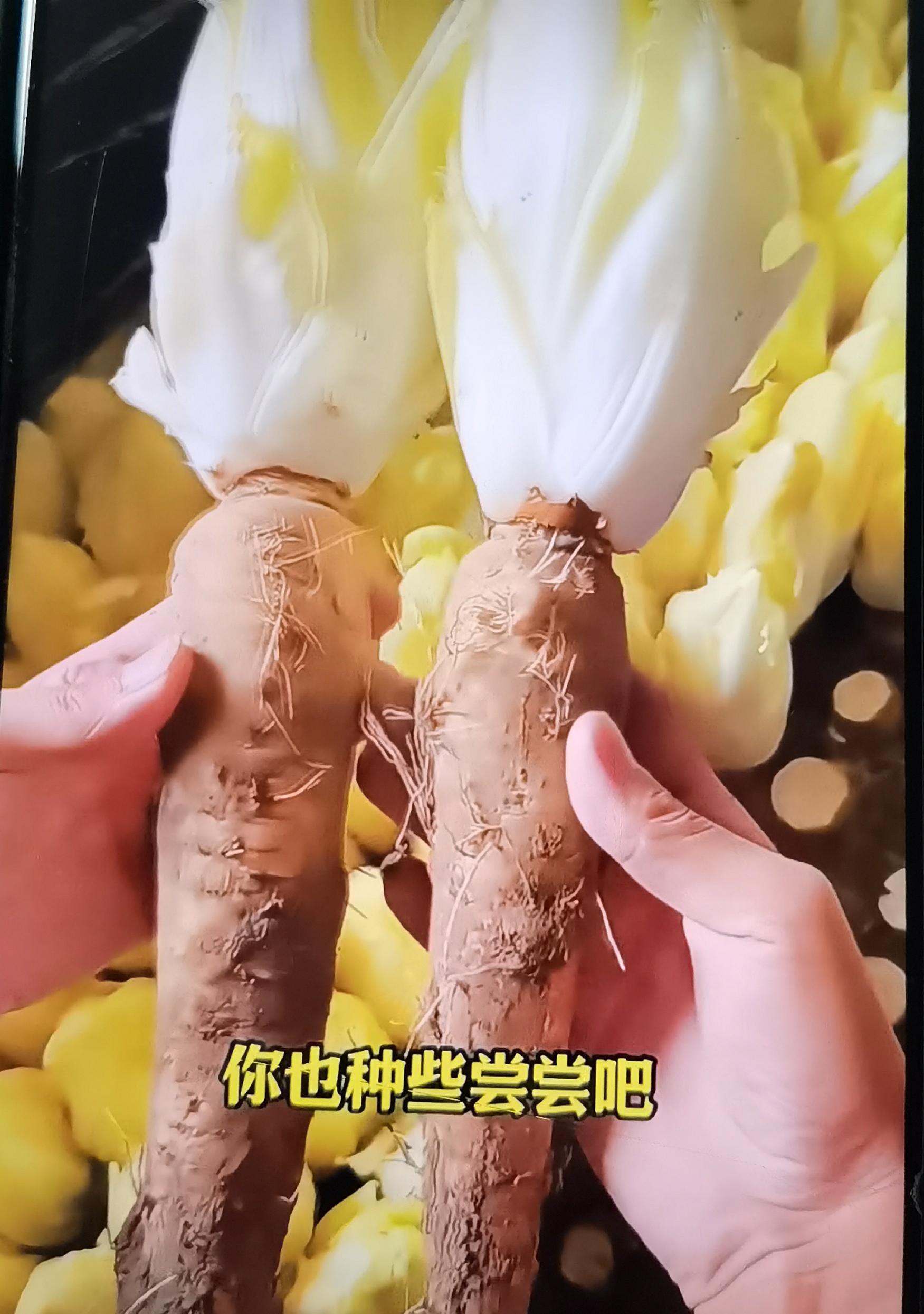 金玉兰菜又叫欧洲菊苣,菜种下去长高了,把刀割下来,底下还能长出来,生