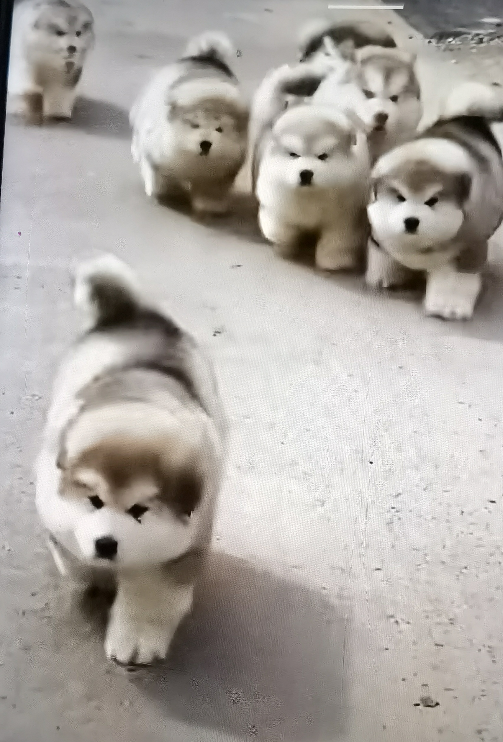 "七小只阿拉斯加幼崽欢乐多,萌翻你的朋友圈!