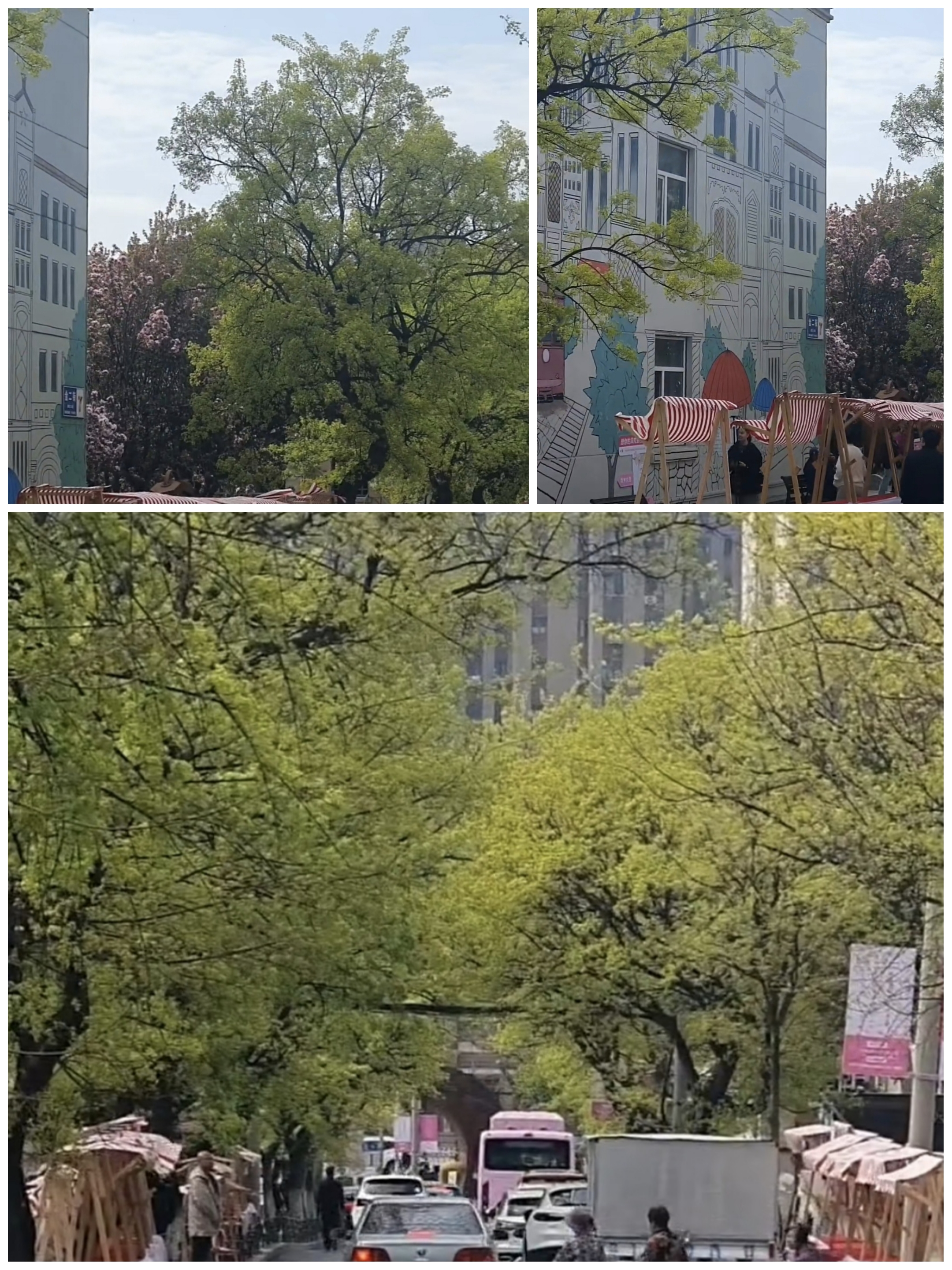 随手拍春天#  大连的这条金家街街道,通过海棠花的盛开和漫画文化的