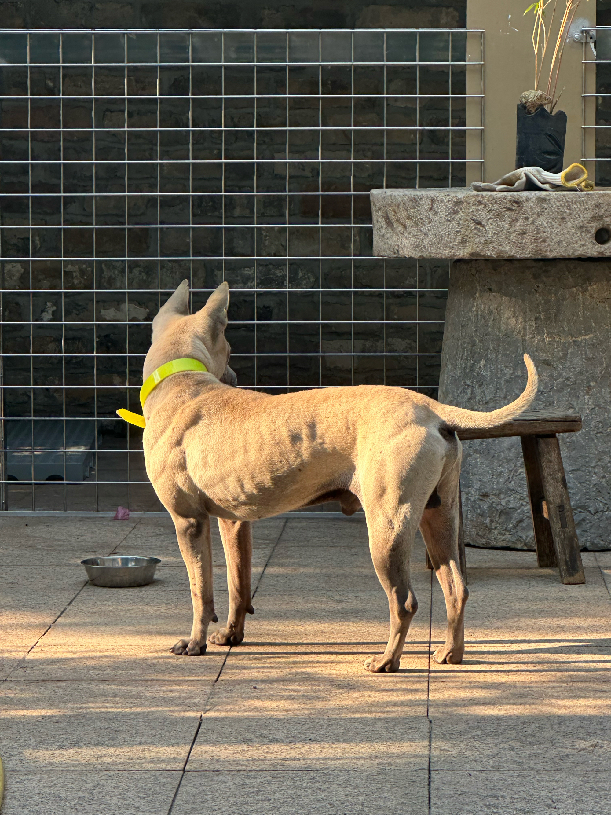 湖北箭毛猎犬图片