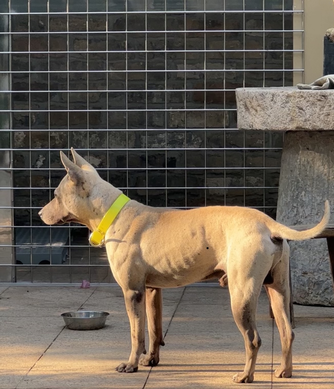 湖北箭毛猎犬图片