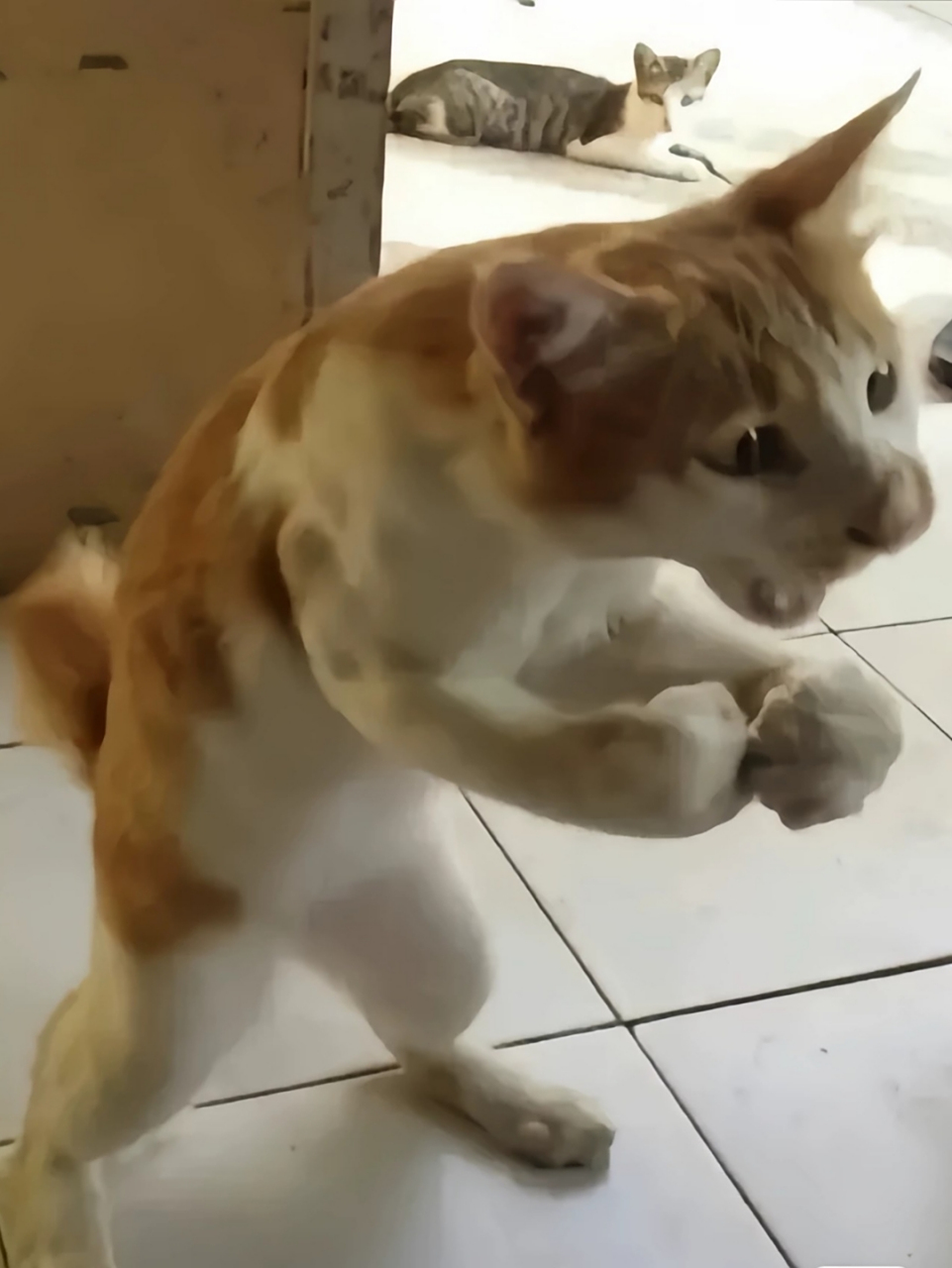 含泪出一只拳击猫, 本人养了五十年了,实在不想出手,有感情了,但是它