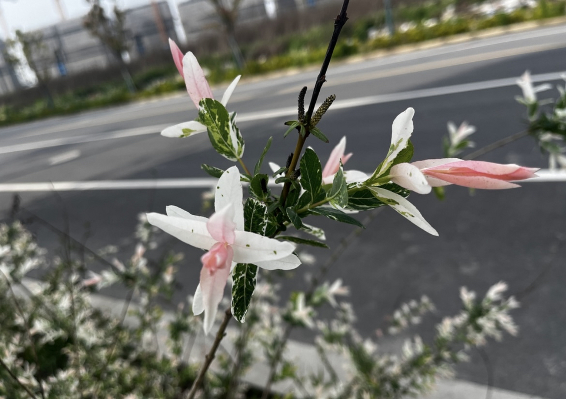 远看开满了一树的粉白色花朵,走近细看,原来它的叶子就是它的花,跟