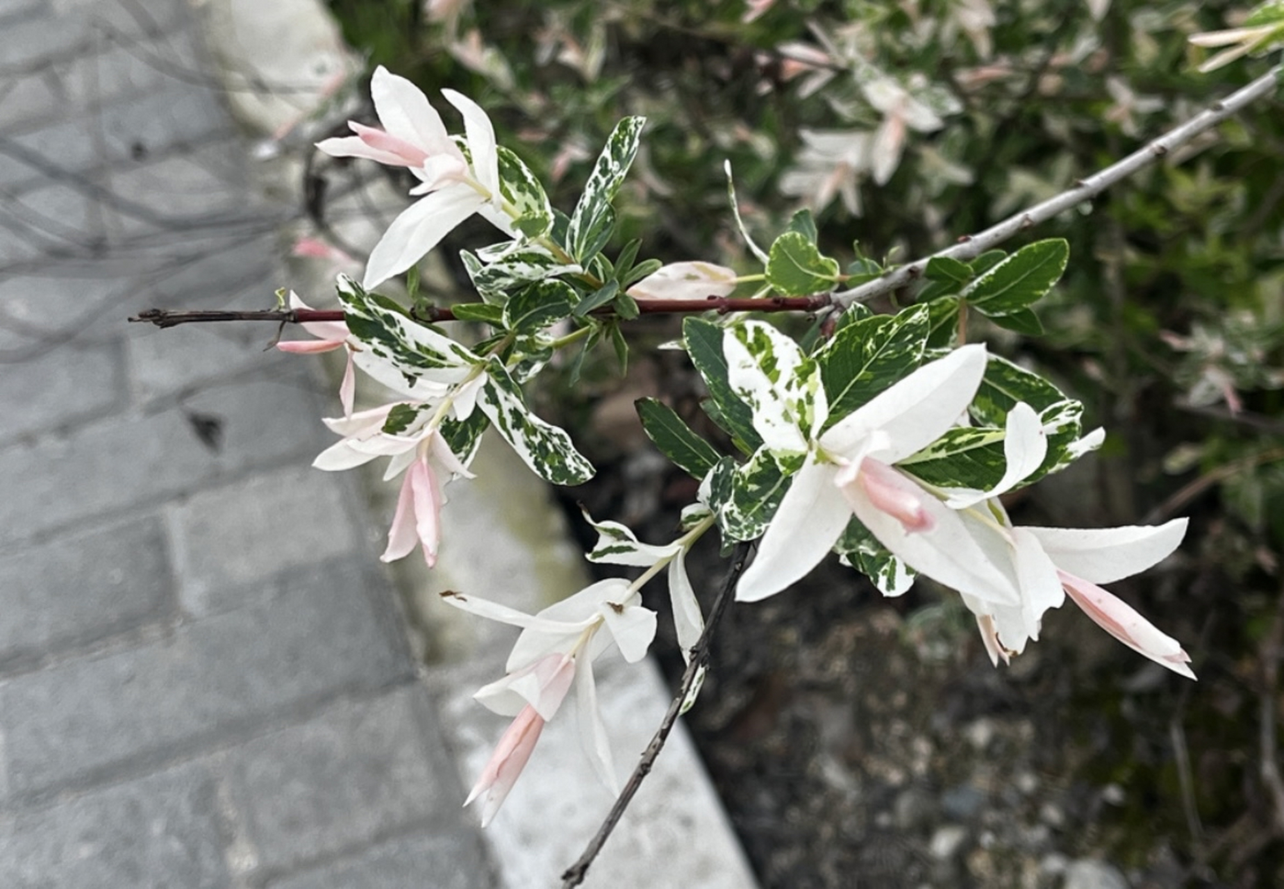 远看开满了一树的粉白色花朵,走近细看,原来它的叶子就是它的花,跟