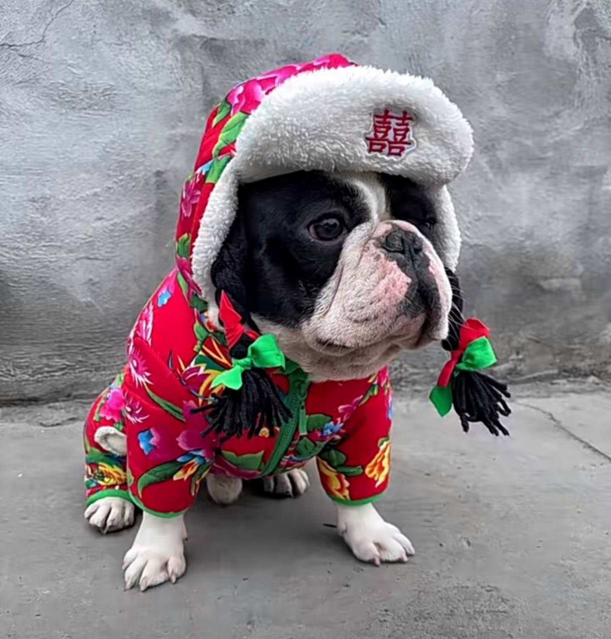 趣图搞笑# 狗狗穿得大棉袄也太喜庆了吧!