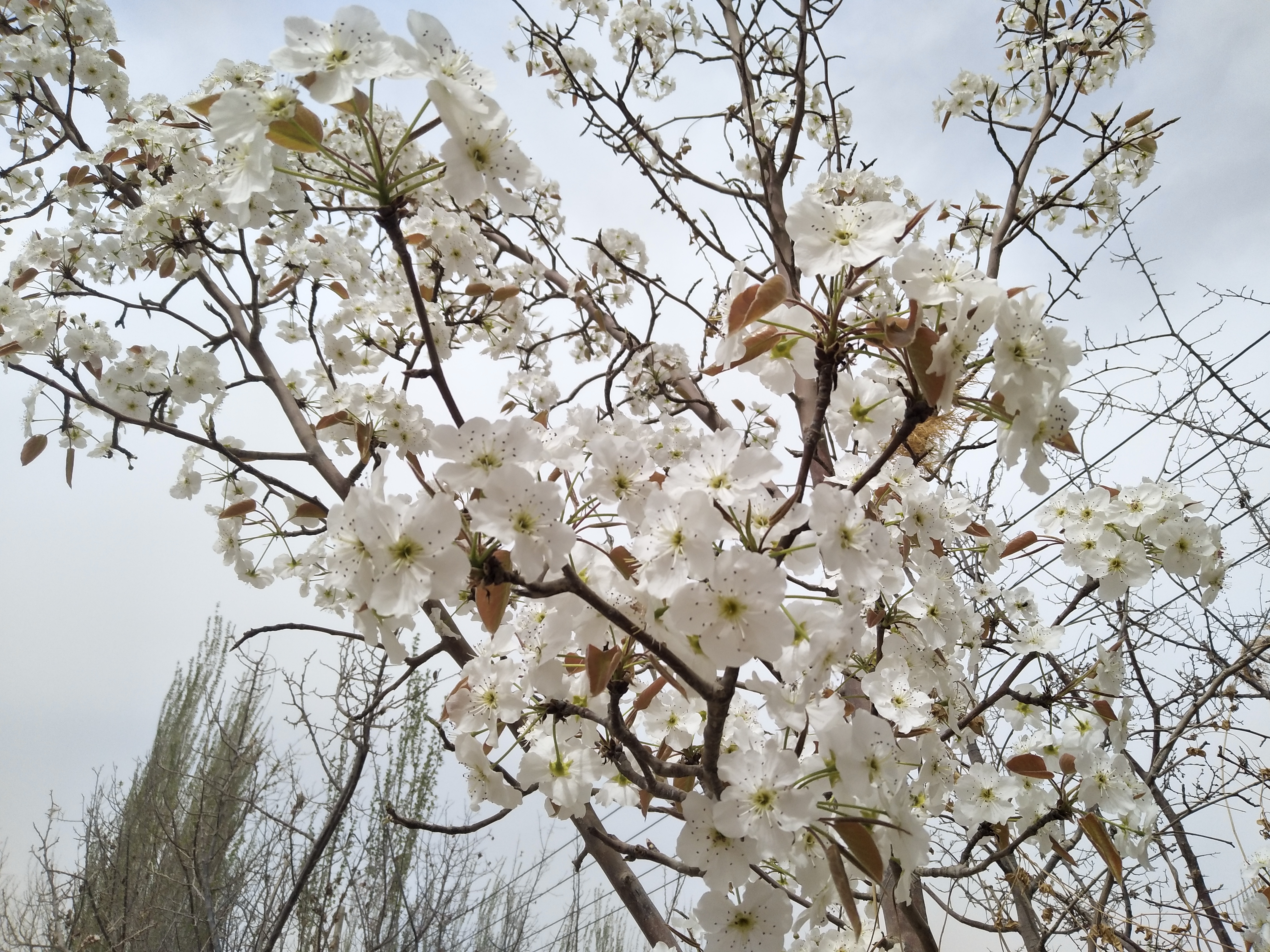 满树梨花开图片