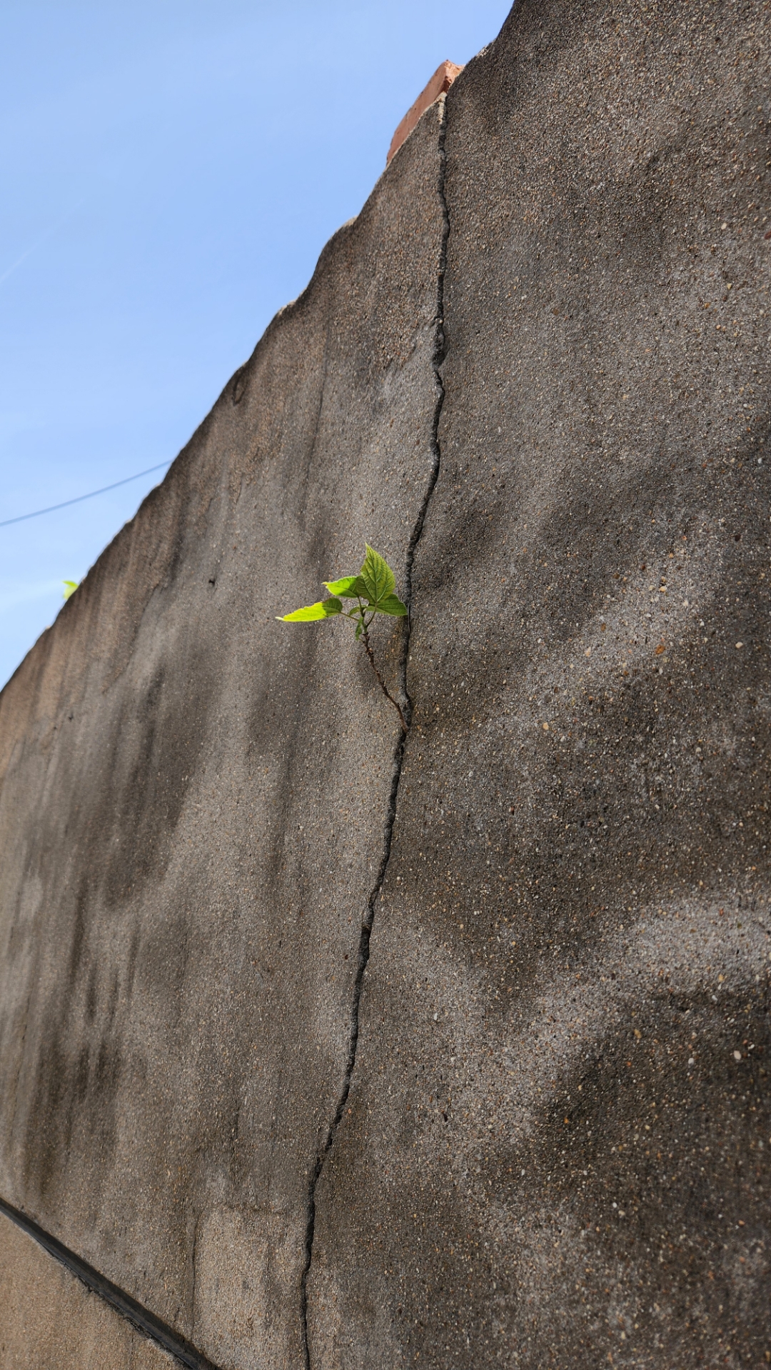 月有 坚强的图片倔强风景图片坚强的植物生长在恶劣