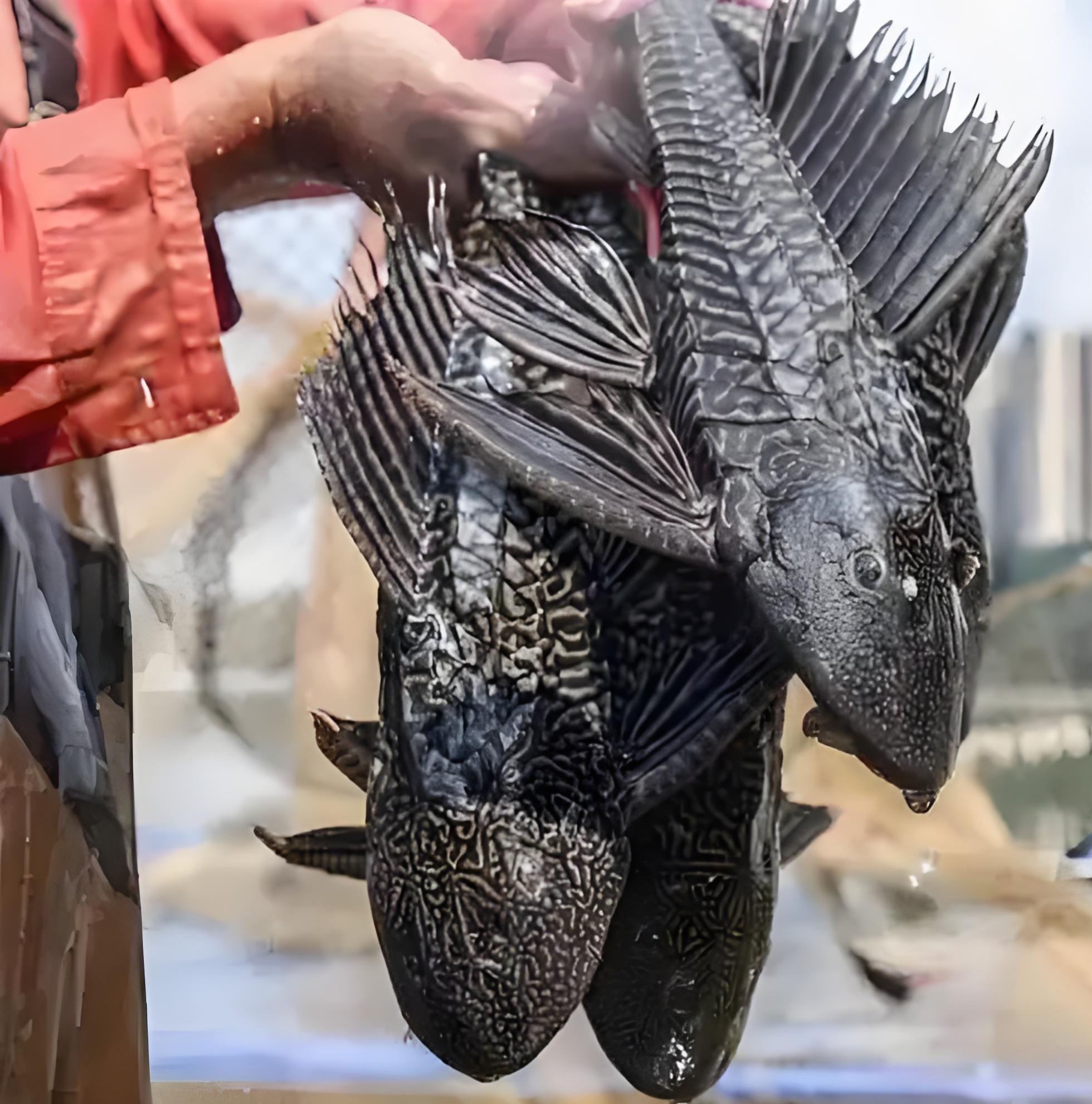 "清道夫"严重侵害我国淡水水域生态平衡,治理外来生物物种刻不容缓!