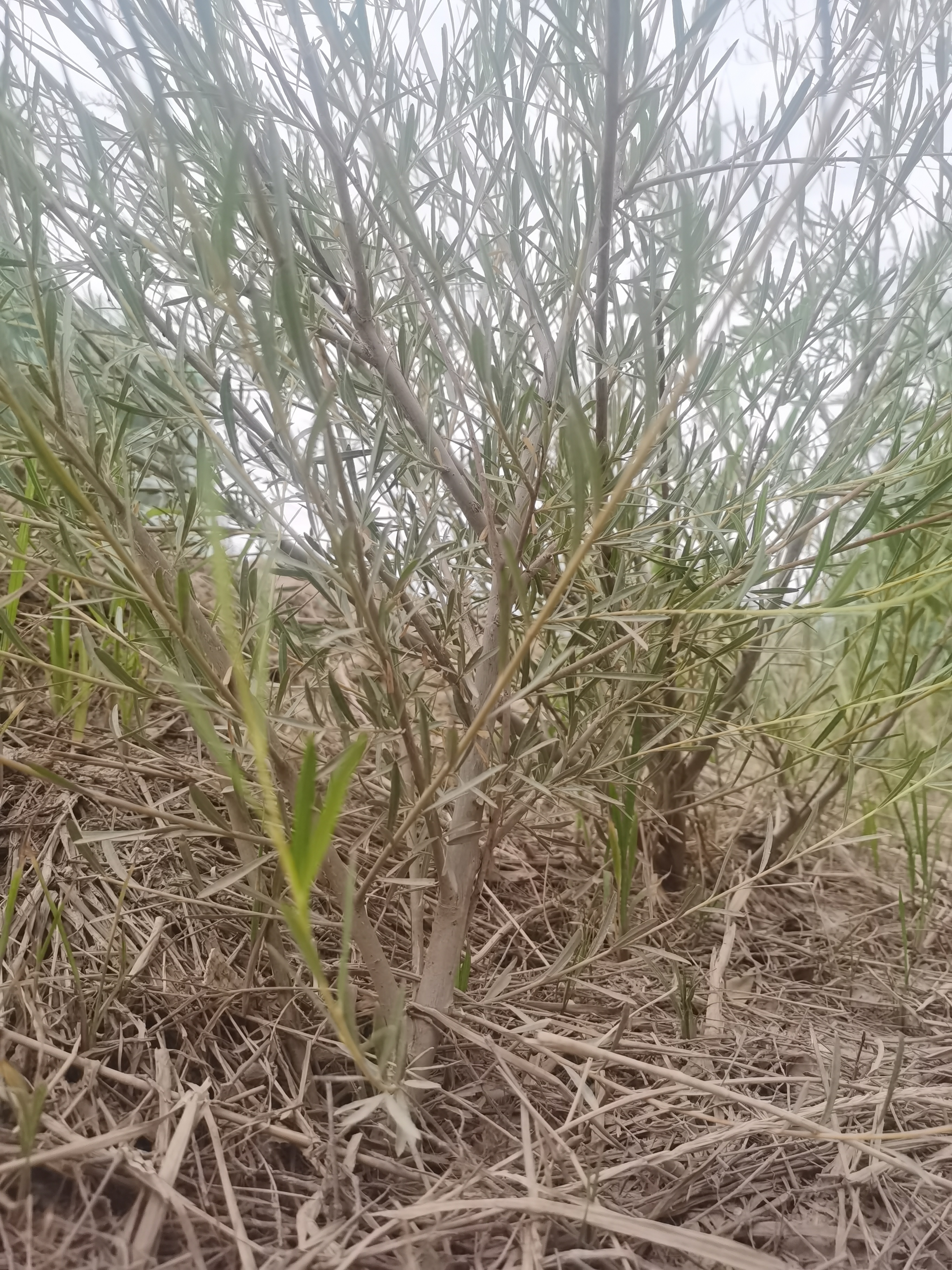 戈壁沙漠明星植物-红柳